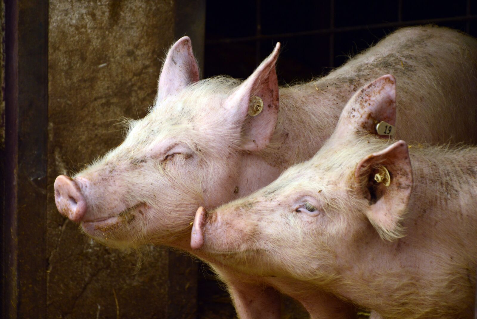 Nikon D3200 sample photo. Pigs, animals, pets photography