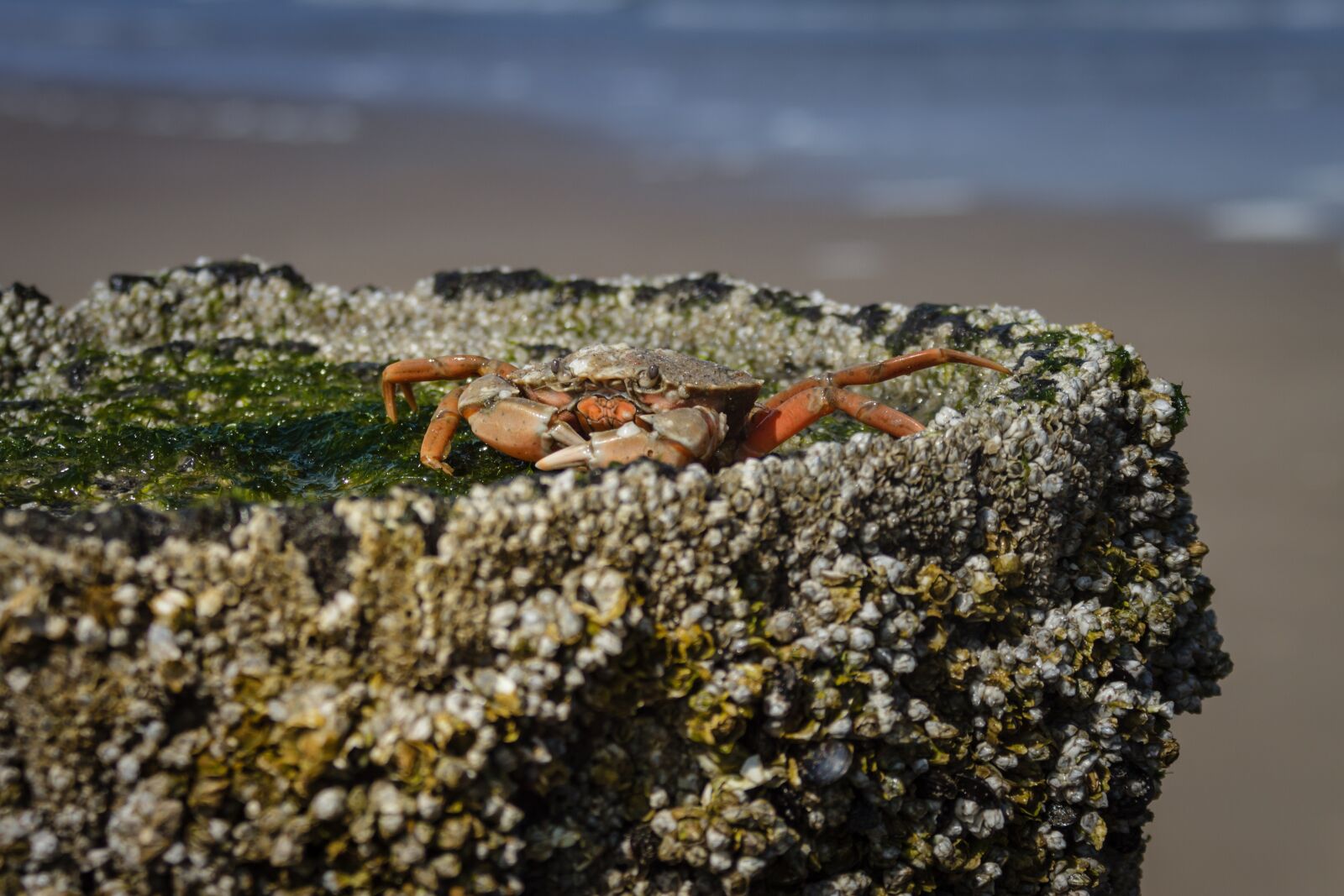 Canon EOS 7D sample photo. The beach crab, carcinus photography