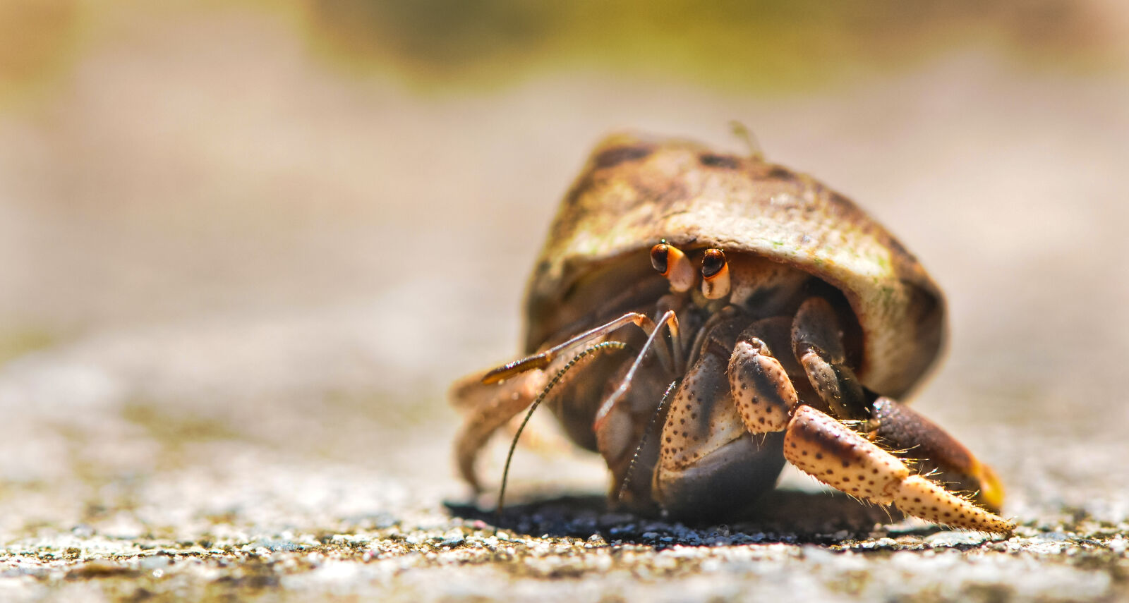 Nikon D300 sample photo. Sea, beach, ocean, animal photography
