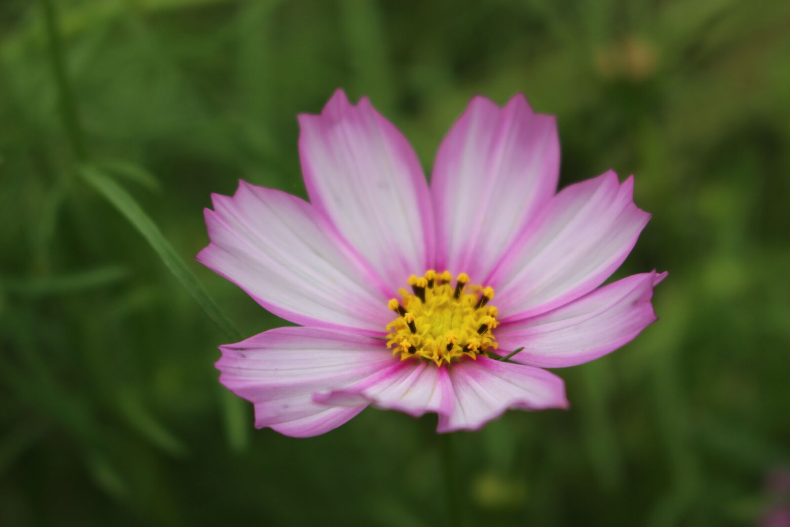 Canon EOS 100D (EOS Rebel SL1 / EOS Kiss X7) sample photo. Gesanghua, flowers, views photography