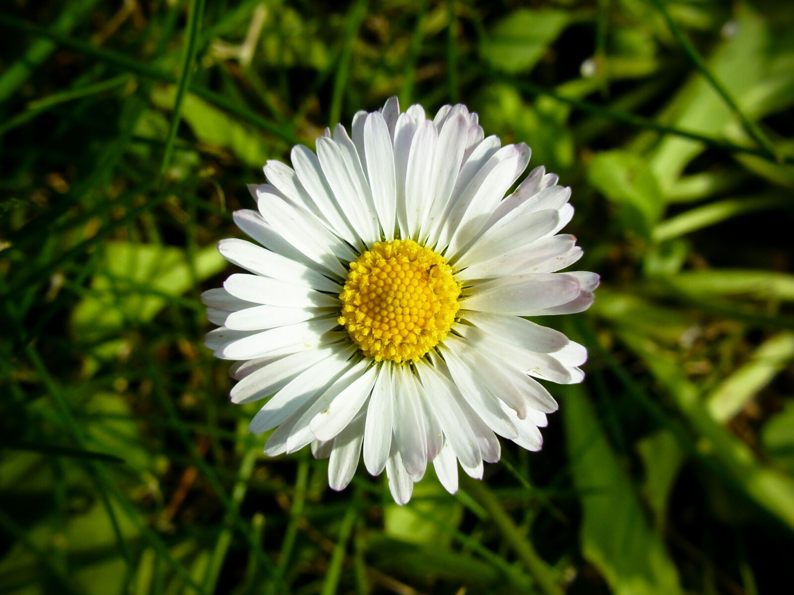 Panasonic DMC-FZ8 sample photo. Daisy, flower, nature, theme photography