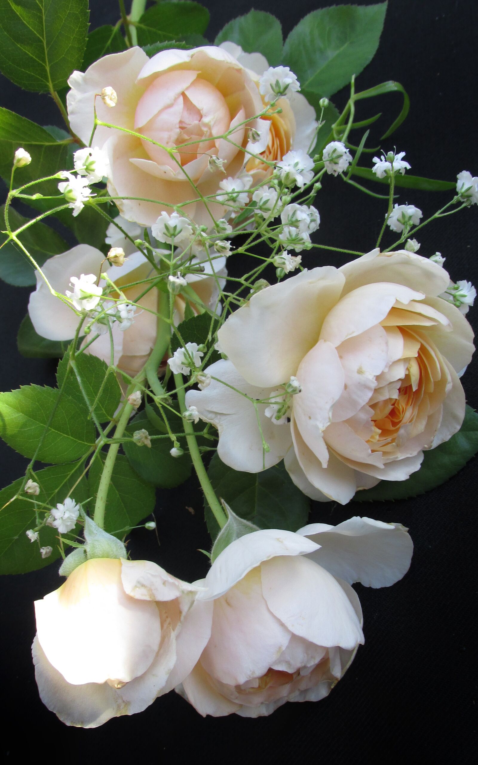 Canon PowerShot SX170 IS sample photo. Flowers, roses, nature photography
