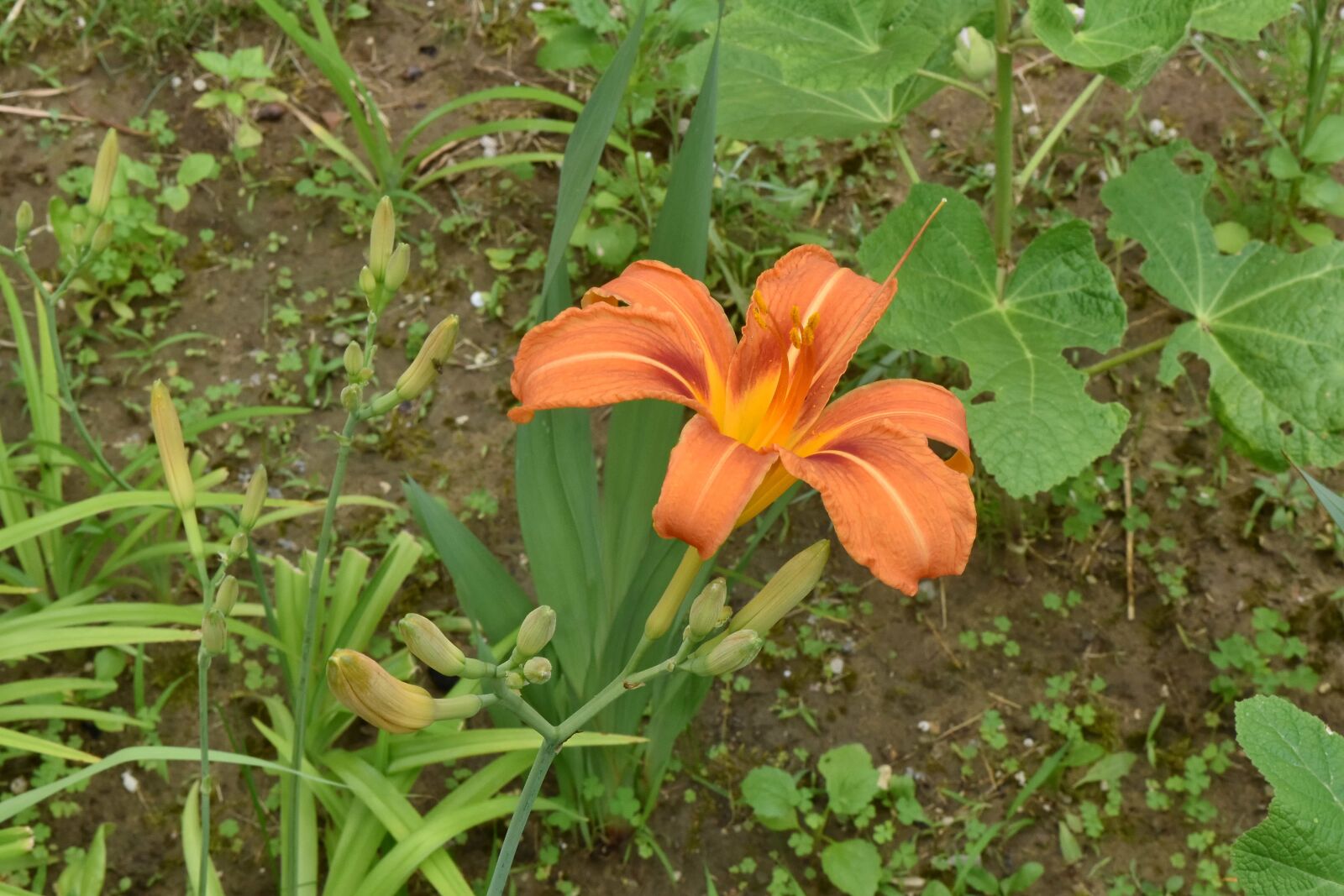 Nikon D5500 sample photo. Flower garden, garden, lily photography