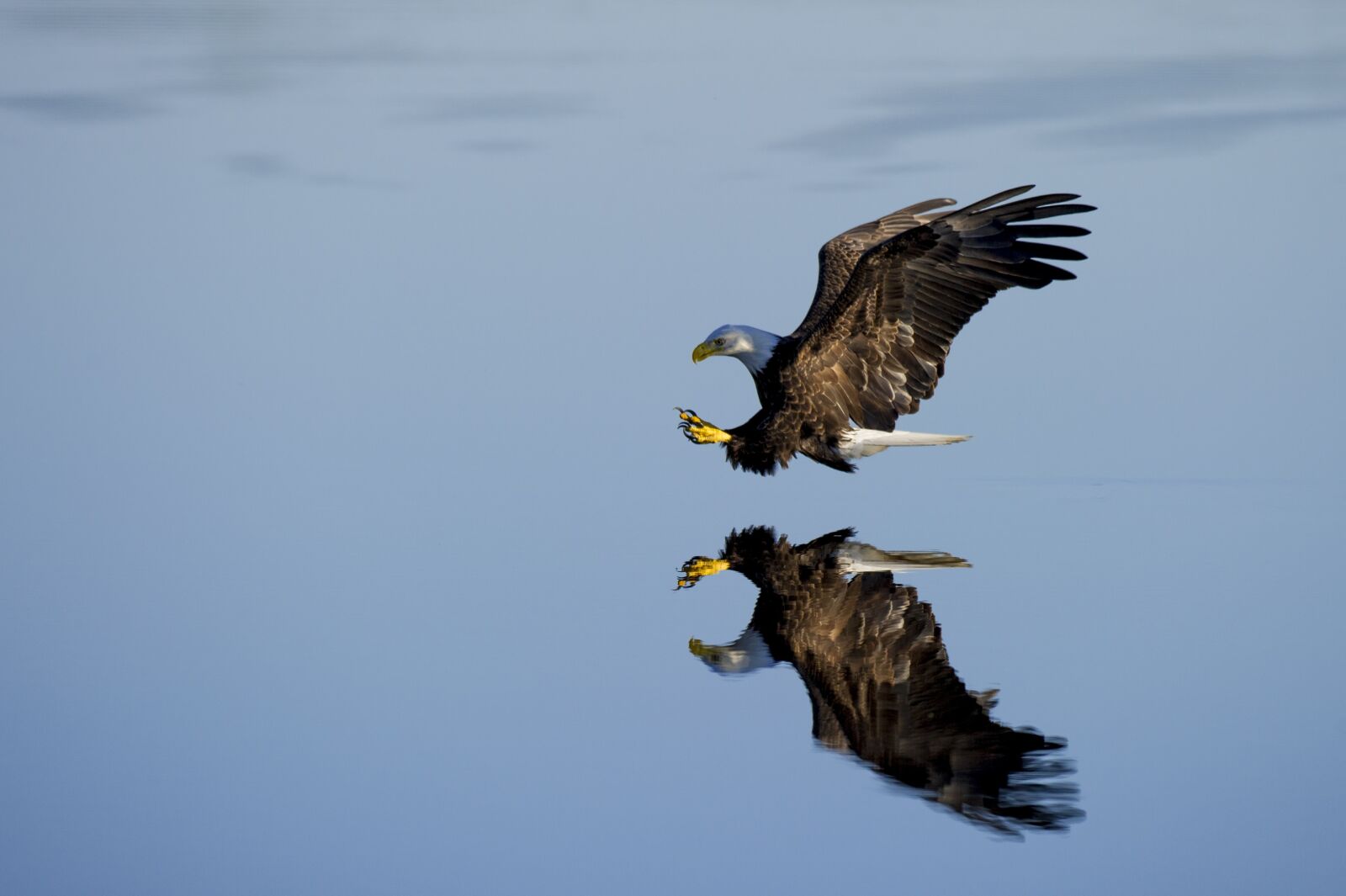 Nikon D3S sample photo. Animal, eagle, avian photography