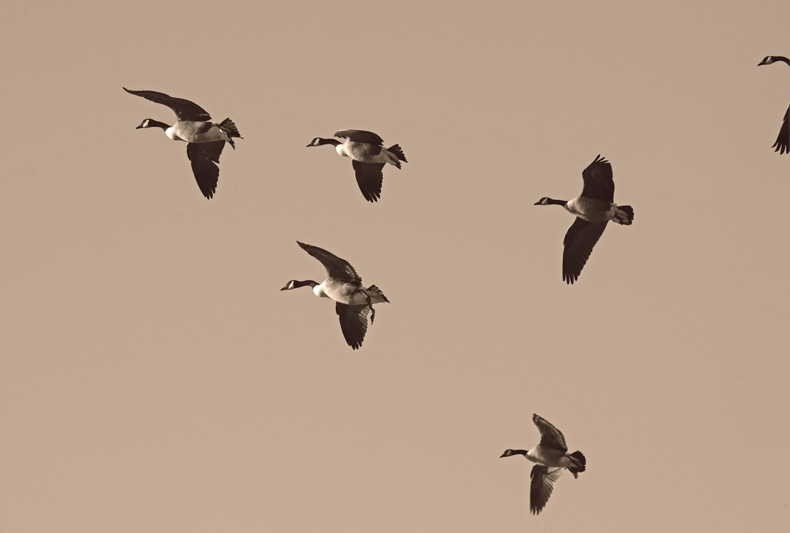 Nikon D3X sample photo. Geese, migration, migrate photography