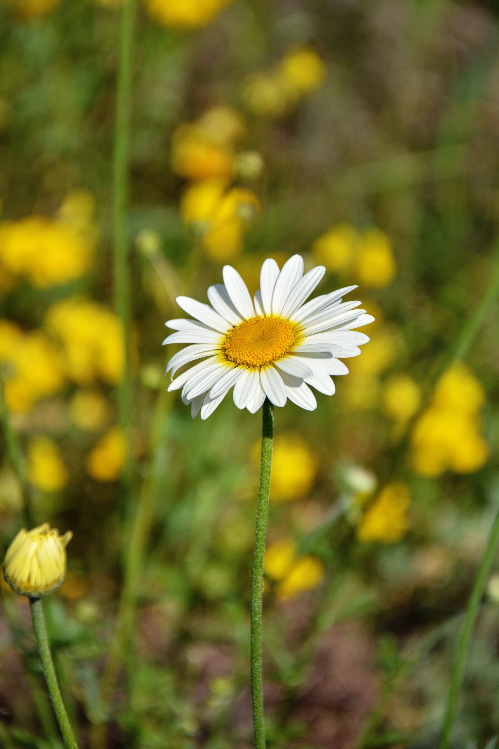 Nikon D7100 sample photo. Daisy, flower, nature photography