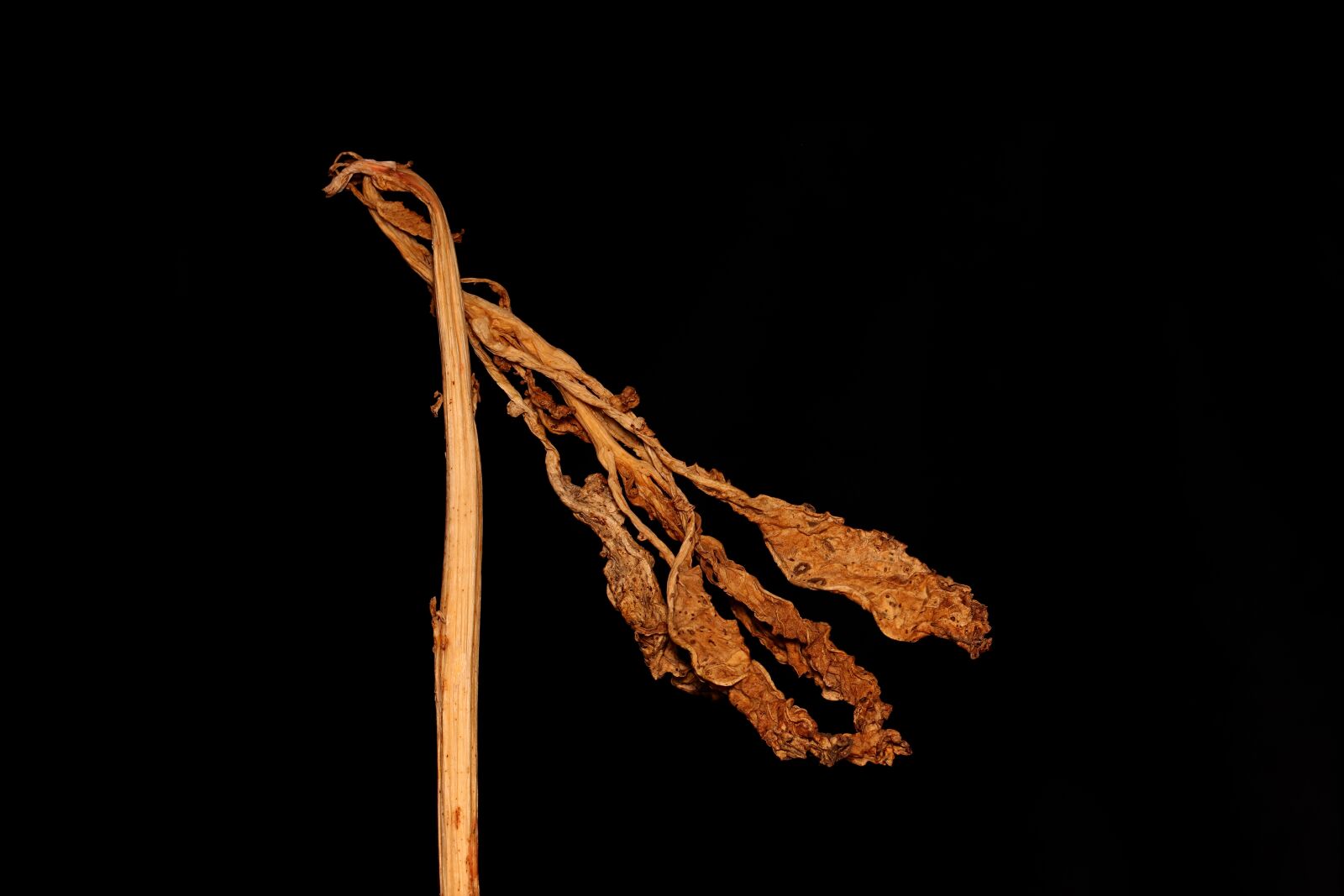 Canon EOS 77D (EOS 9000D / EOS 770D) sample photo. Plant, nature, macro photography