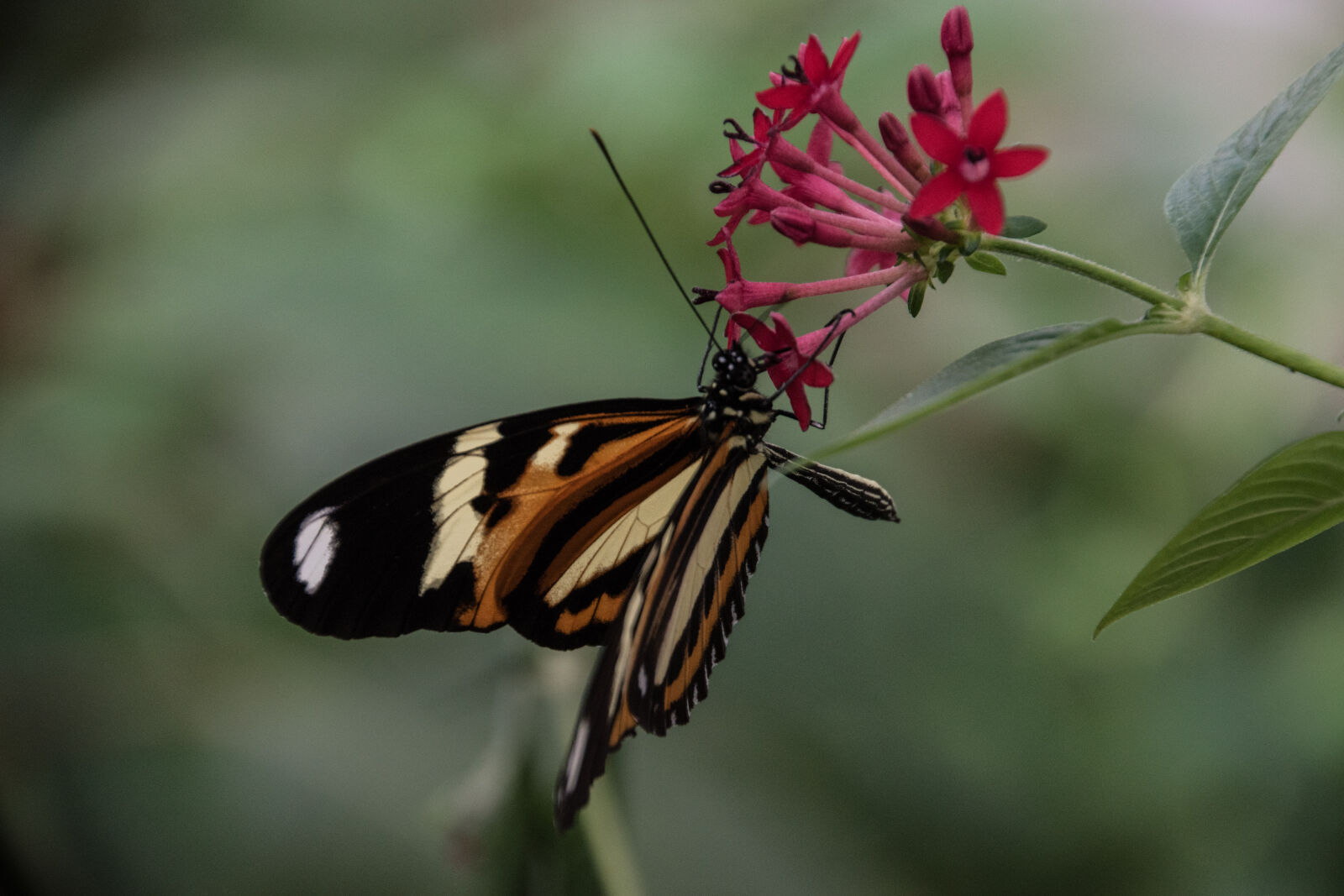 Nikon D5500 + Tamron 18-270mm F3.5-6.3 Di II VC PZD sample photo. Argentina, butterfly, flower, misiones photography