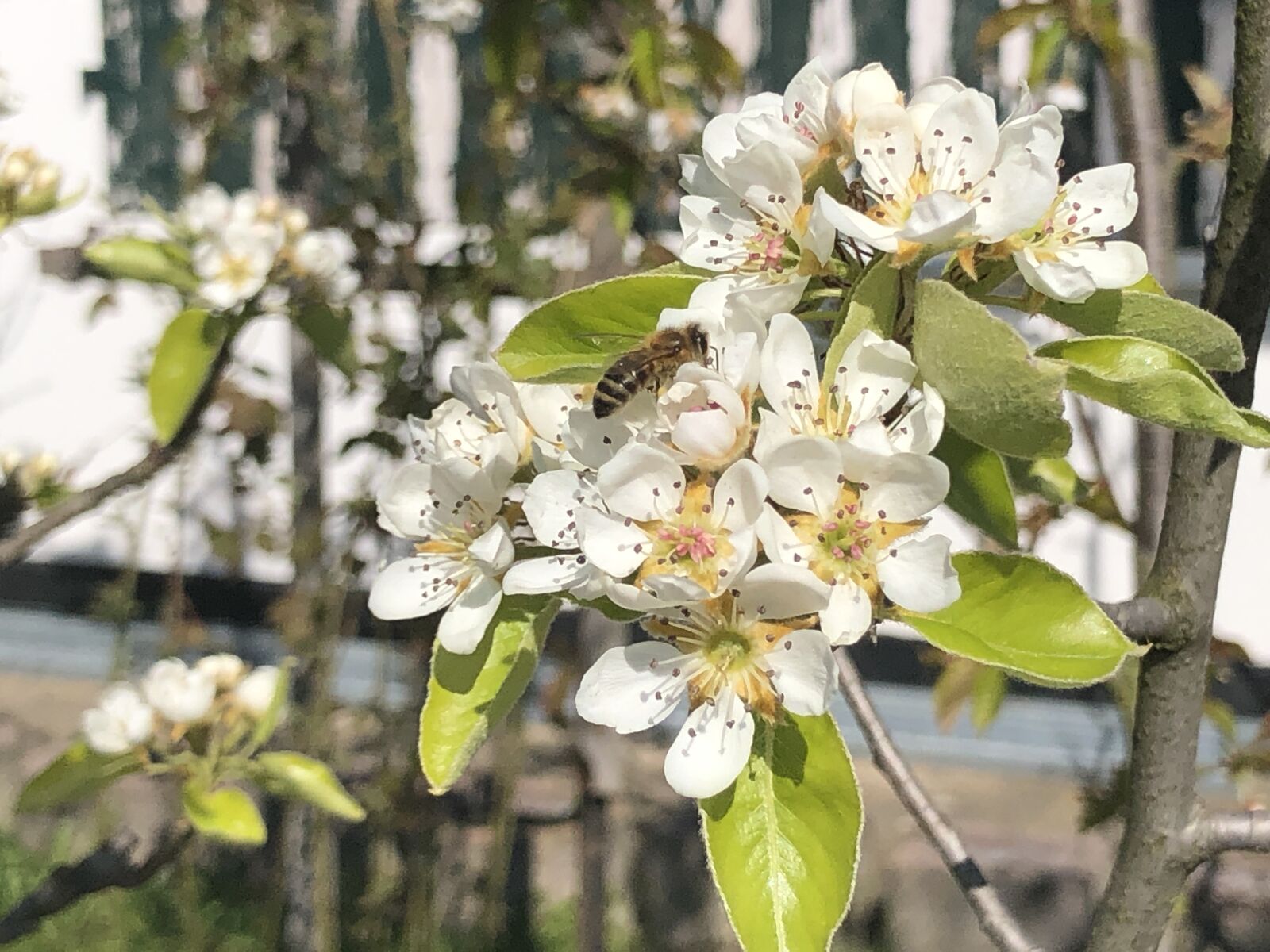 iPhone 8 back camera 3.99mm f/1.8 sample photo. Flowers, bee, blossom photography