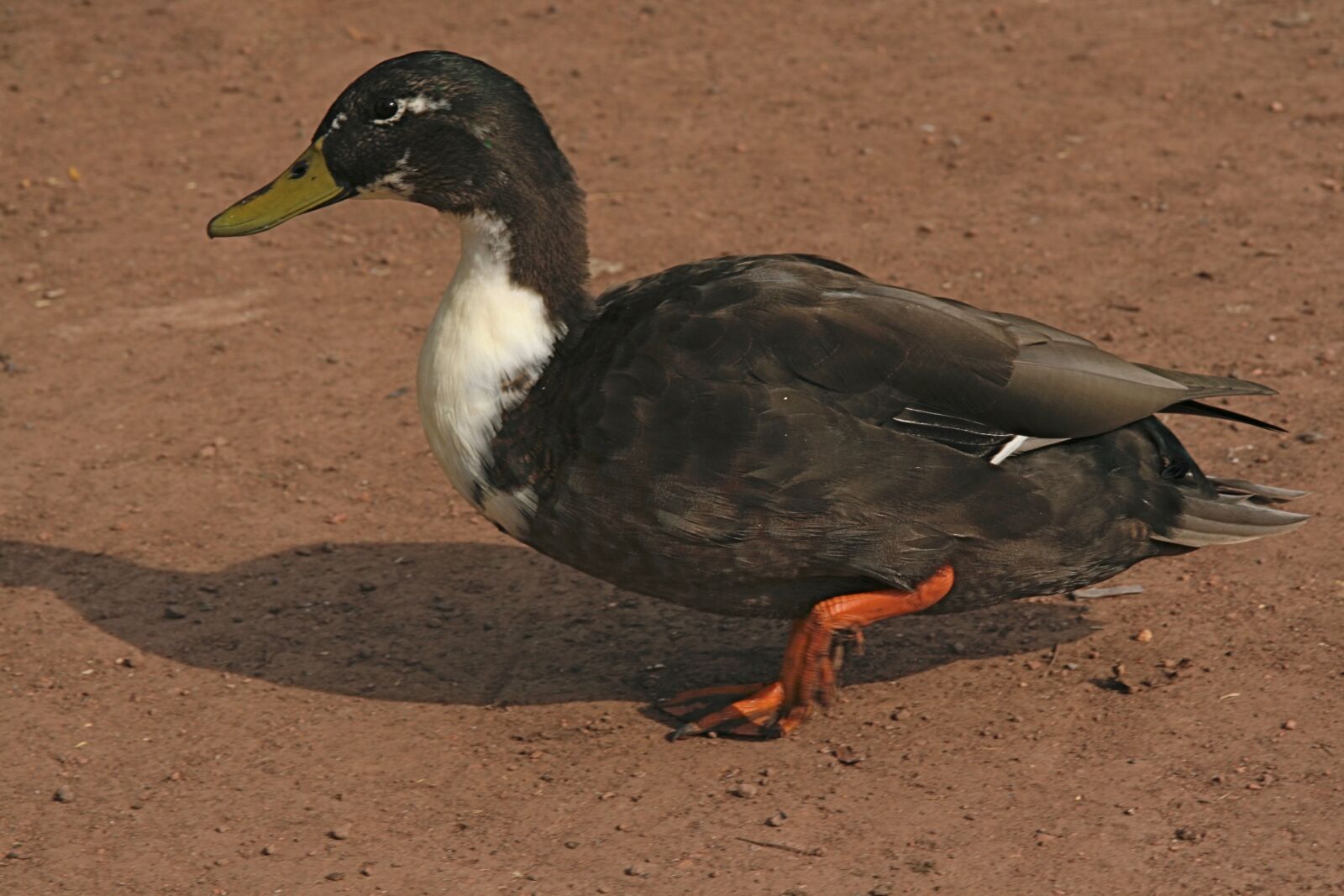 Canon EOS 400D (EOS Digital Rebel XTi / EOS Kiss Digital X) sample photo. Water bird, duck, plumage photography