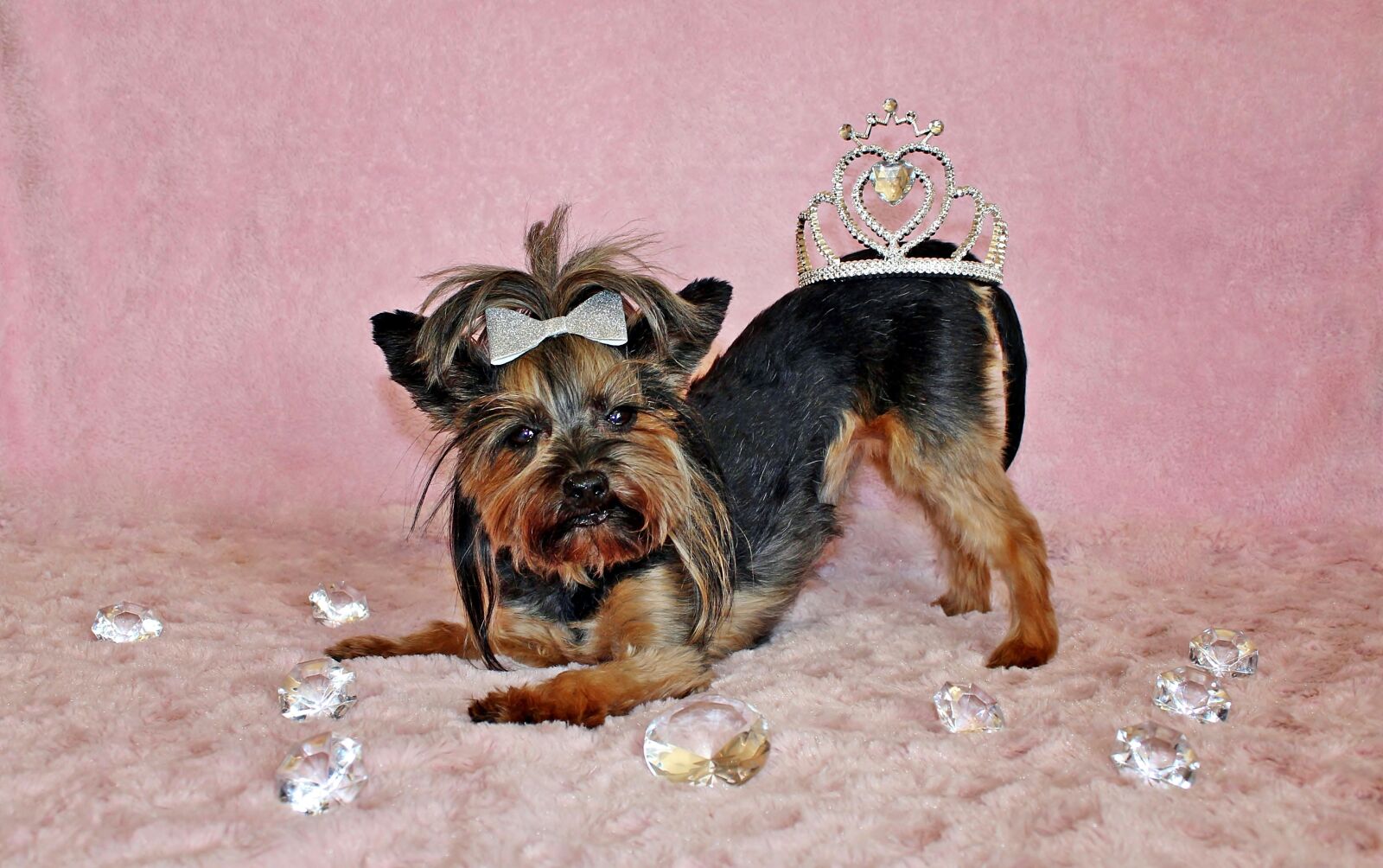 Canon EOS 600D (Rebel EOS T3i / EOS Kiss X5) sample photo. Yorkshire terrier, dog, crown photography