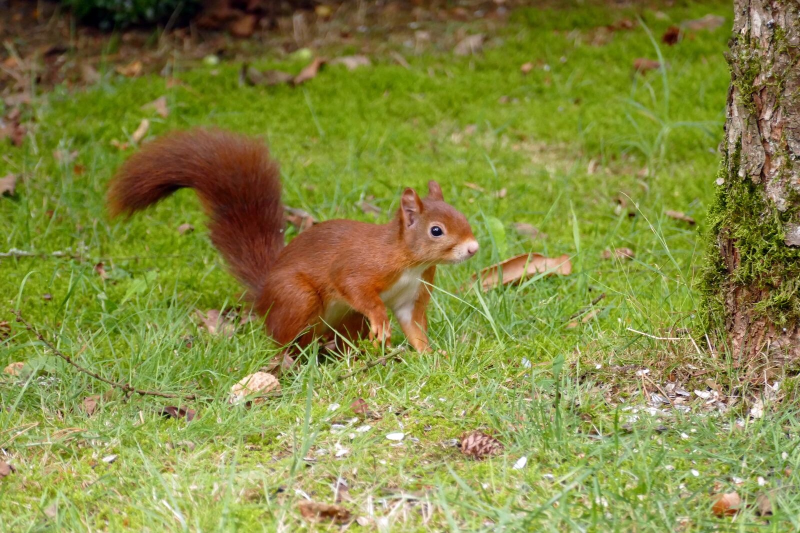 Panasonic Lumix DMC-FZ1000 sample photo. Squirrel, sciurus vulgaris, rodent photography
