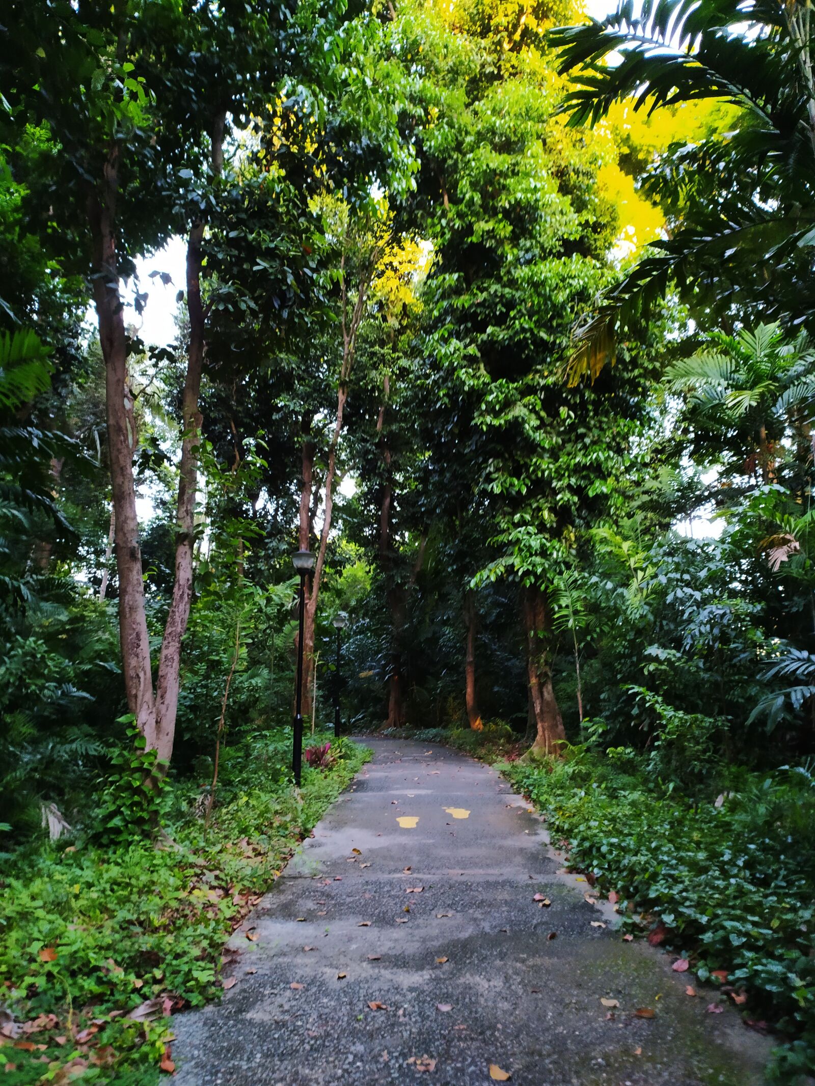 Xiaomi Redmi Note 8T sample photo. Forest, woods, trees photography