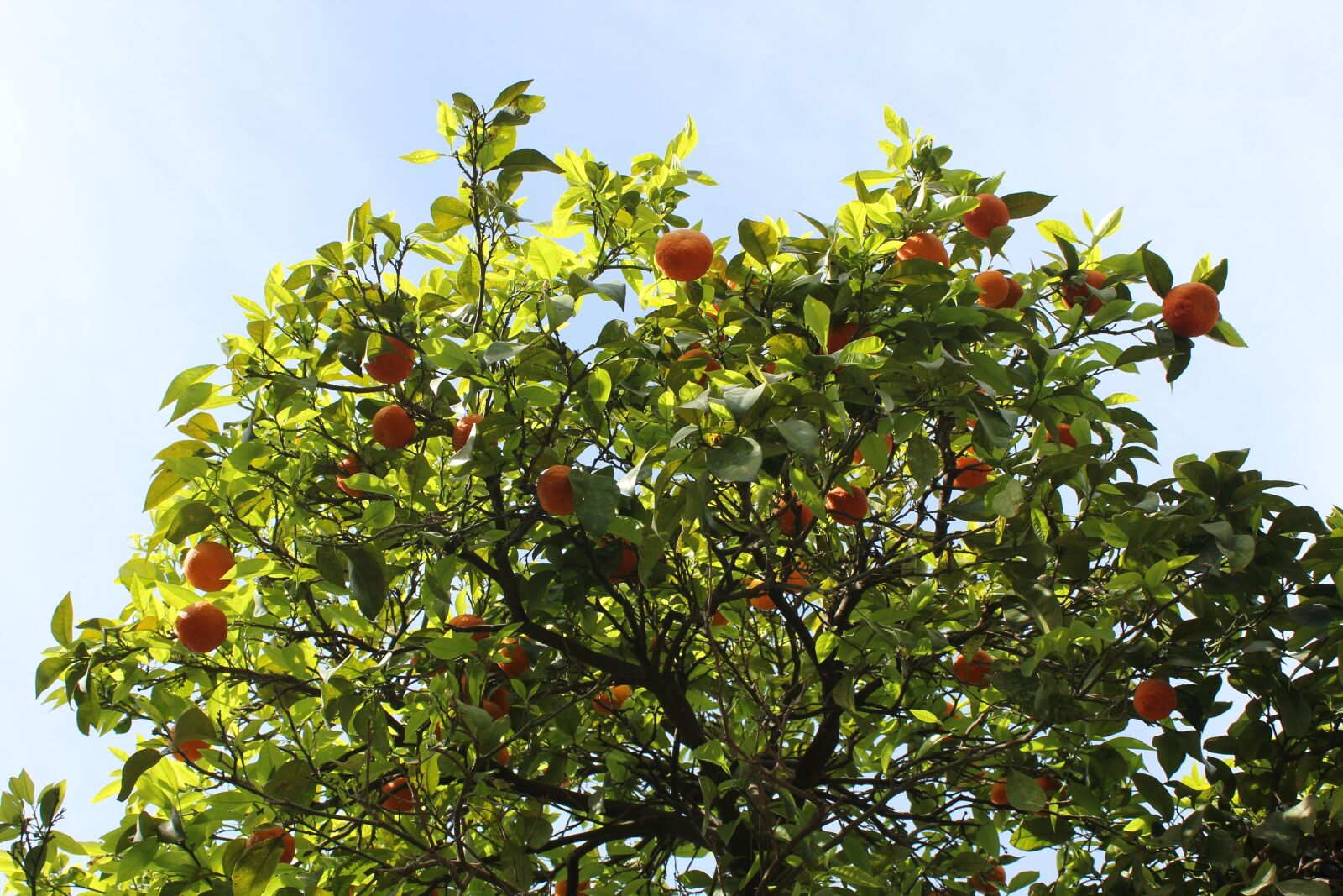 Canon EOS 550D (EOS Rebel T2i / EOS Kiss X4) sample photo. Tangerines, tree, fruits photography