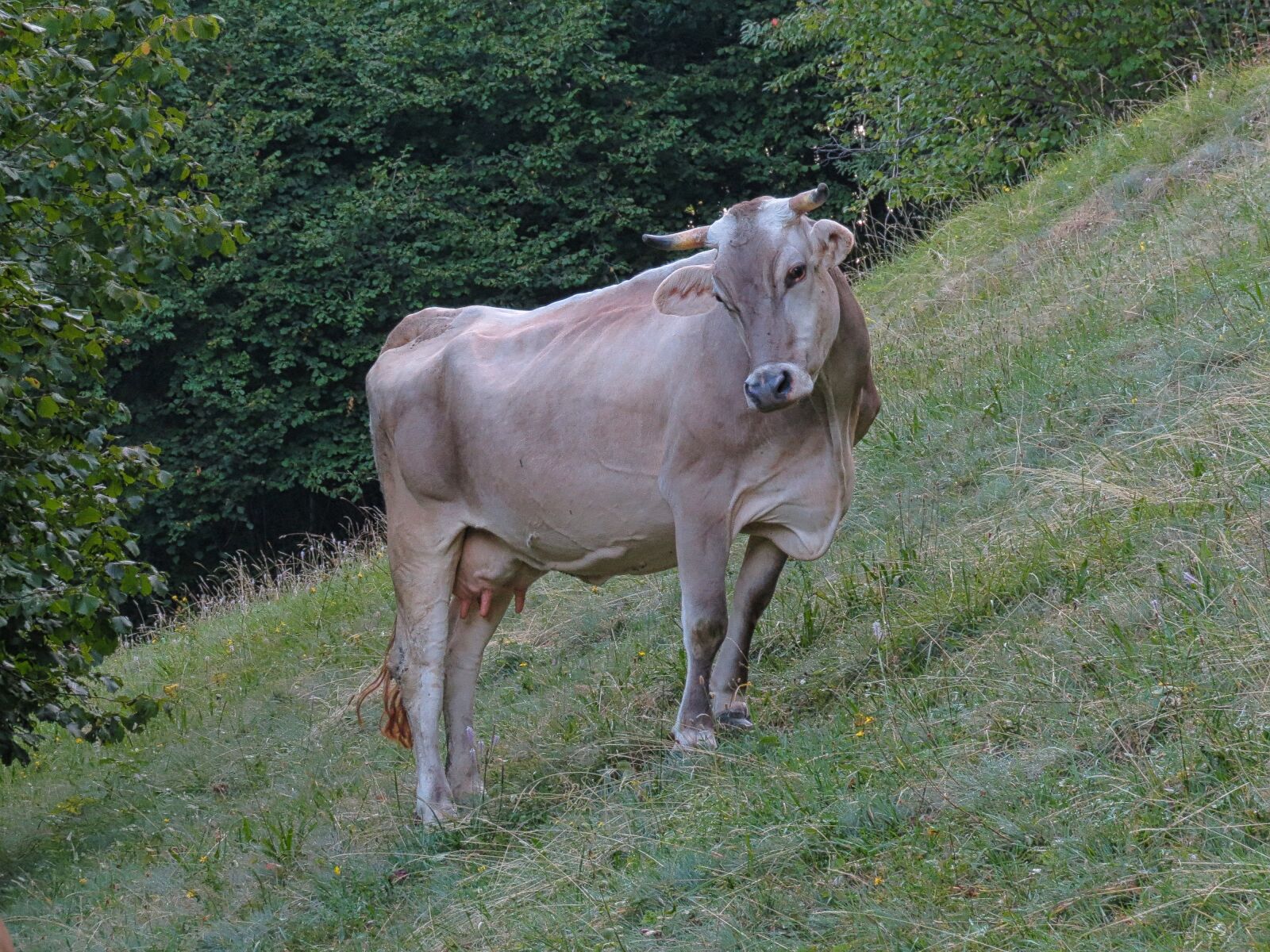 Canon PowerShot SX40 HS sample photo. Milk, mountain, cows photography