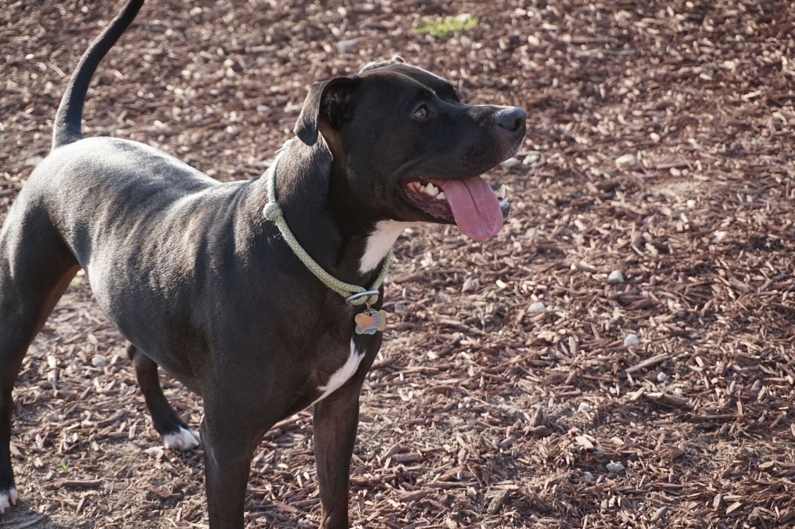 Sony Alpha a5000 (ILCE 5000) sample photo. Dog, mammal, pet photography
