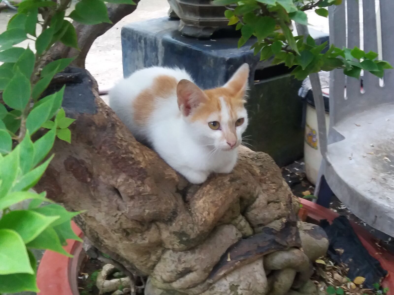 Samsung Galaxy J5 sample photo. Cat photography