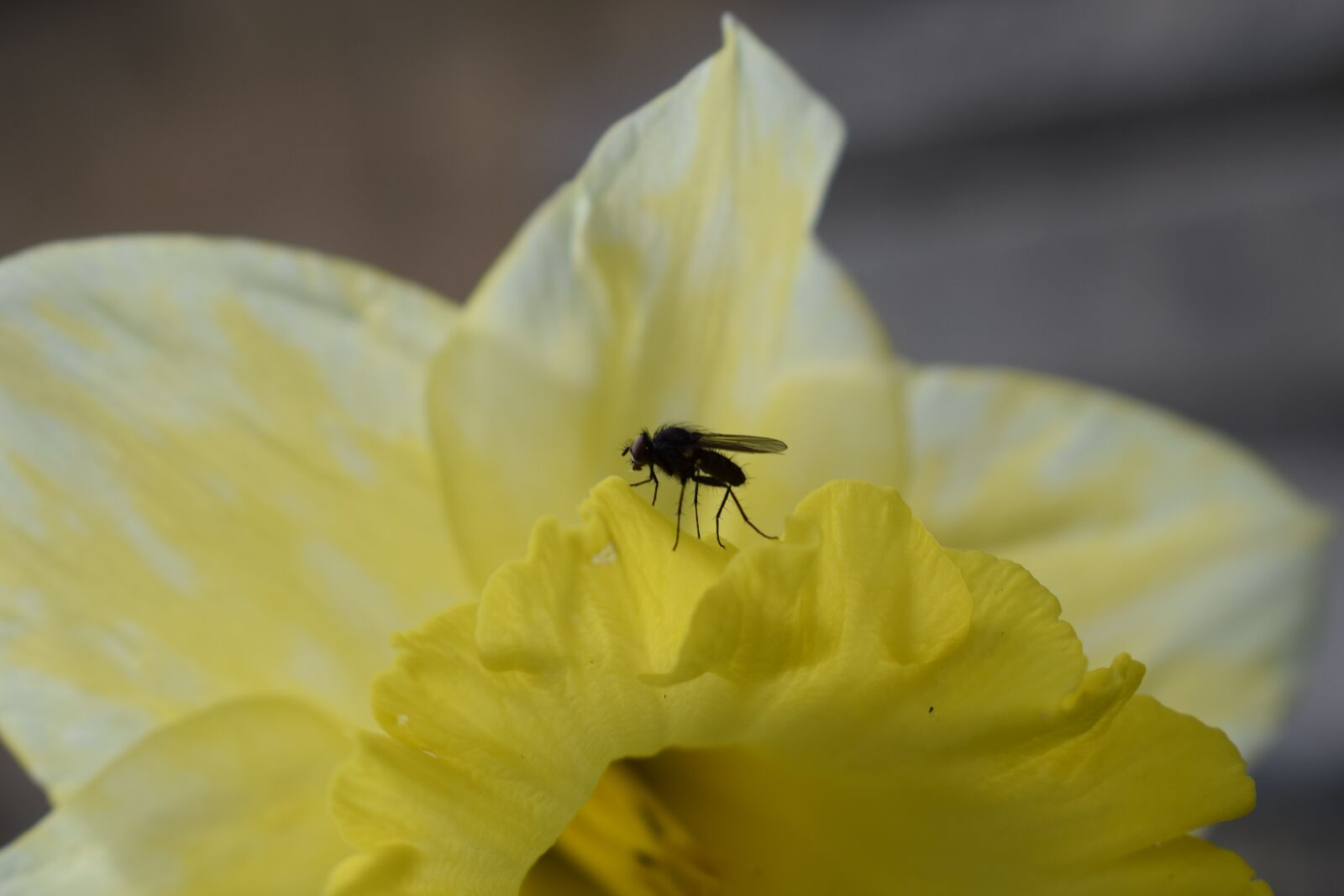 Nikon D3300 sample photo. Yellow, fly, flower photography
