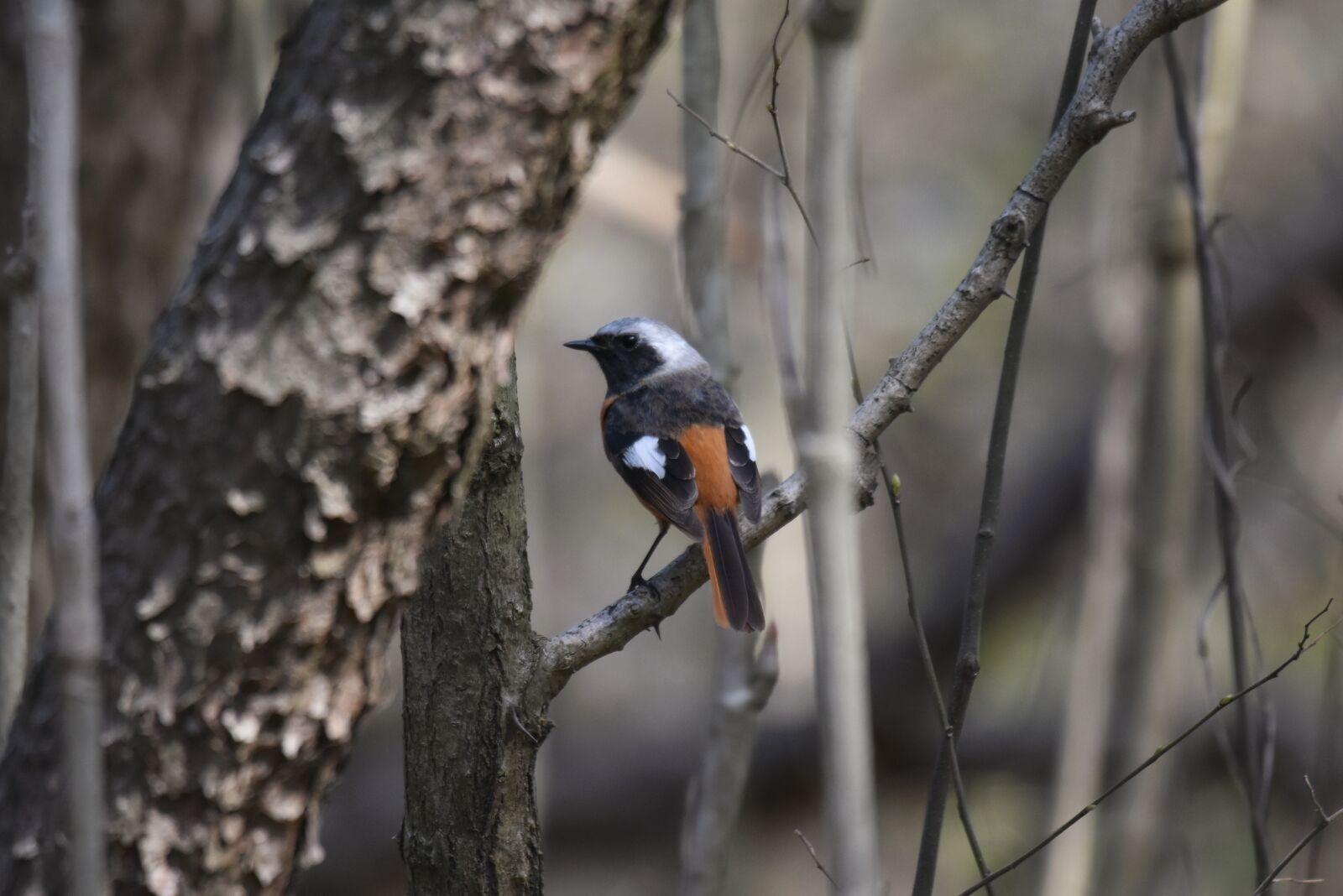 Nikon D7200 sample photo. Animal, forest, wood photography