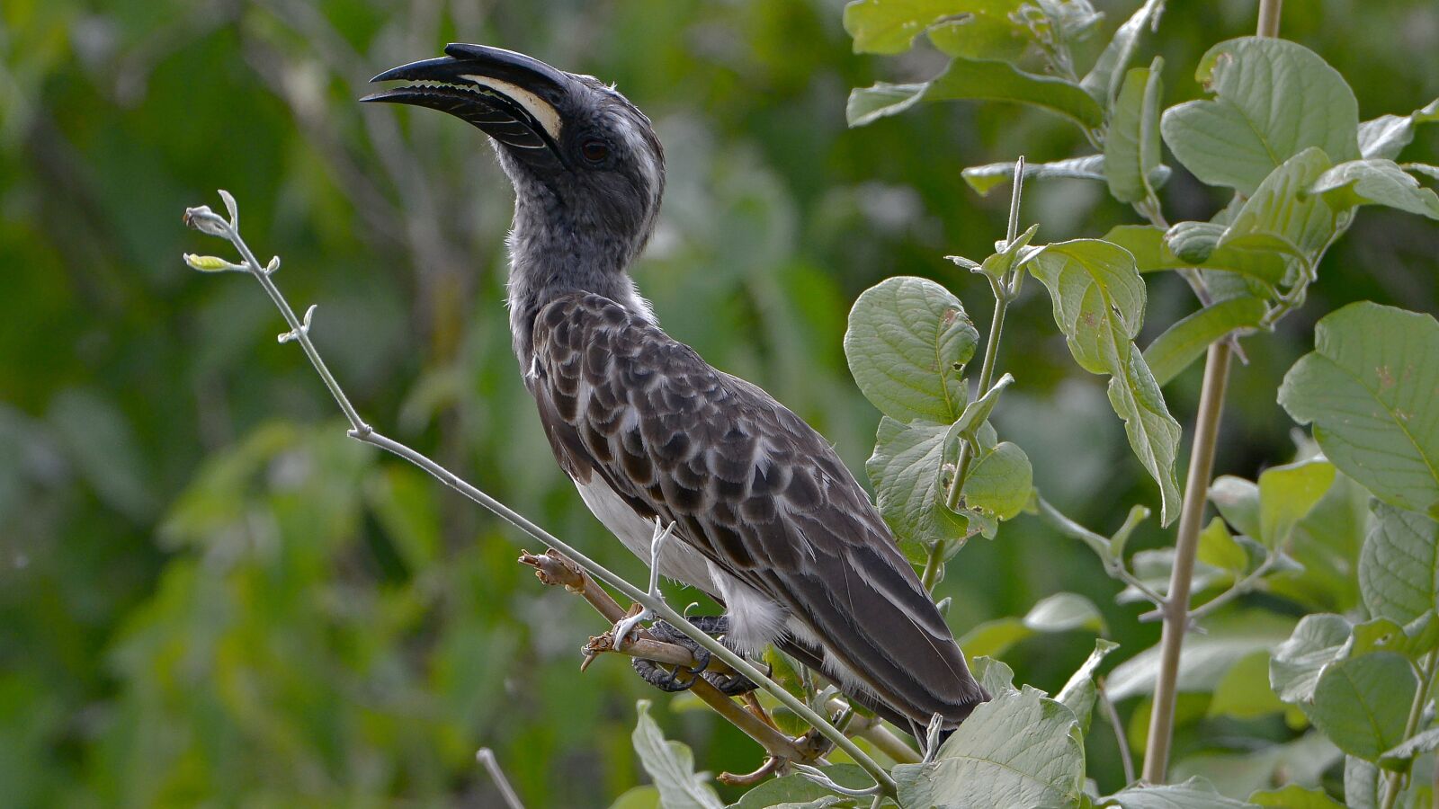 Nikon D800 sample photo. Africa, toko, bird photography