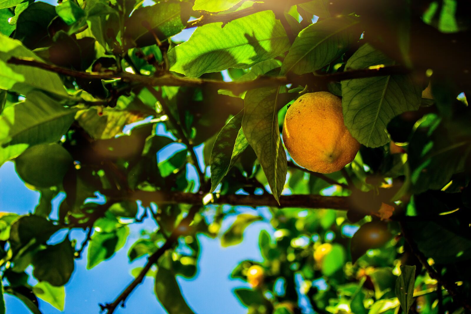 Canon EOS 1300D (EOS Rebel T6 / EOS Kiss X80) sample photo. Lemon, tree, citrus photography