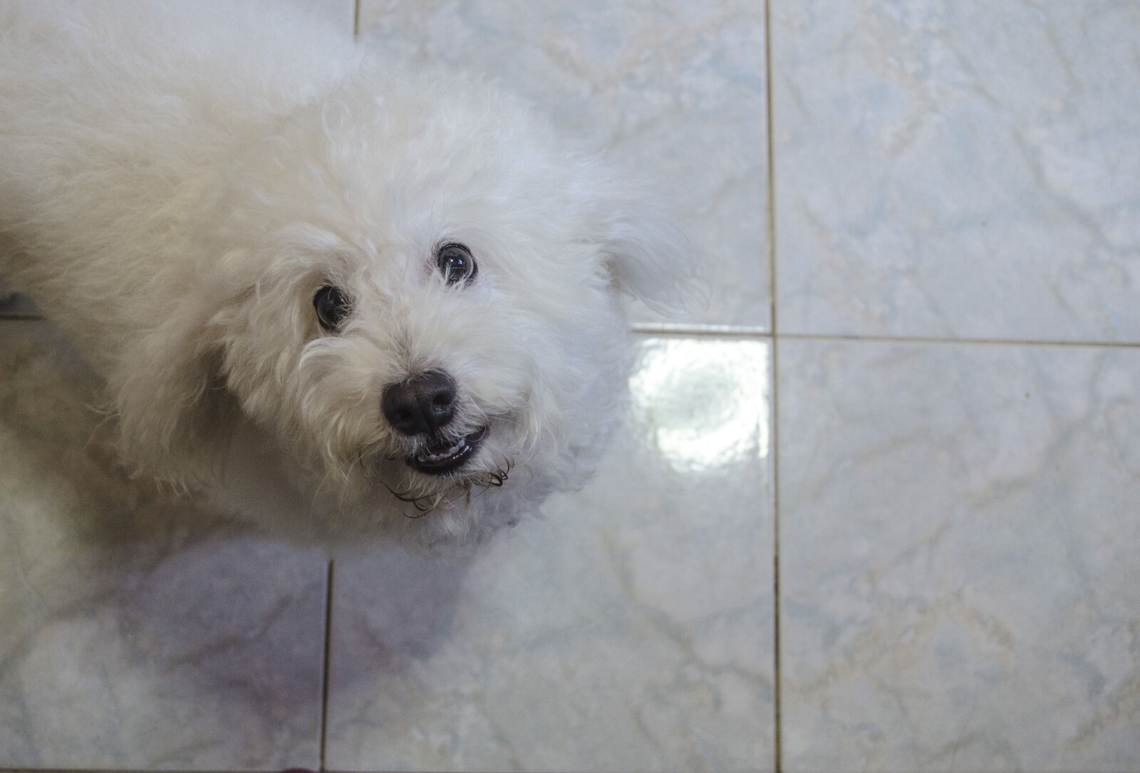 Nikon D5100 sample photo. Pet, doggy, photo photography