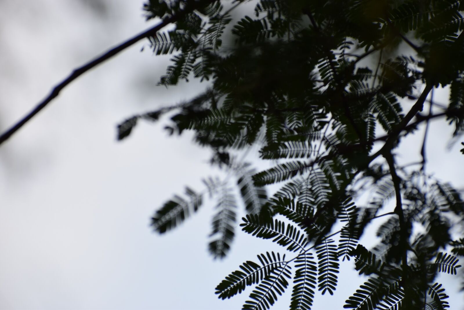 Nikon D5300 sample photo. Tree leaves, shadow, dark photography
