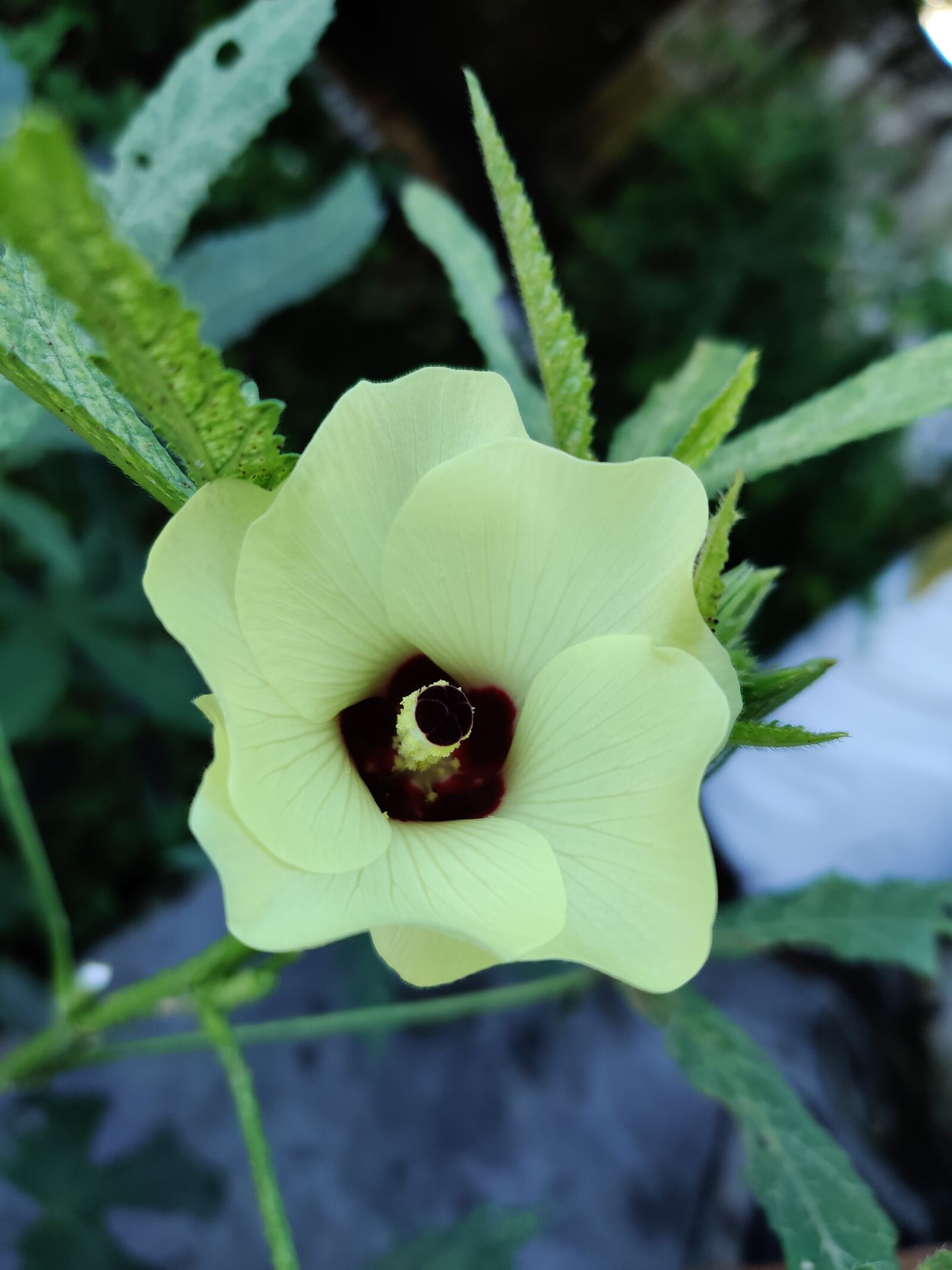 OnePlus HD1901 sample photo. Flower, lady finger flower photography