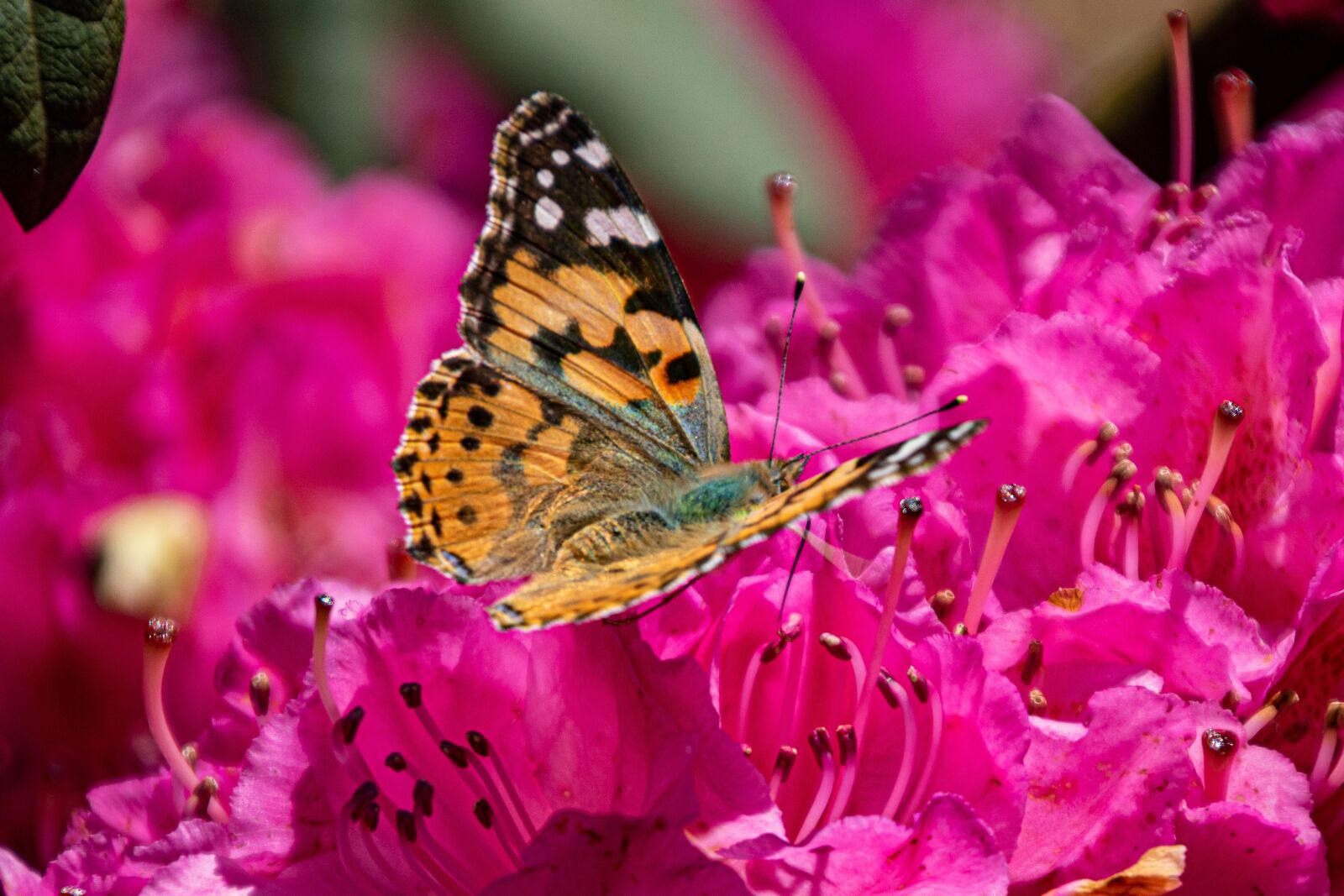 Canon EOS 750D (EOS Rebel T6i / EOS Kiss X8i) sample photo. Tidselsommerfugl, rhodondendron, insect photography