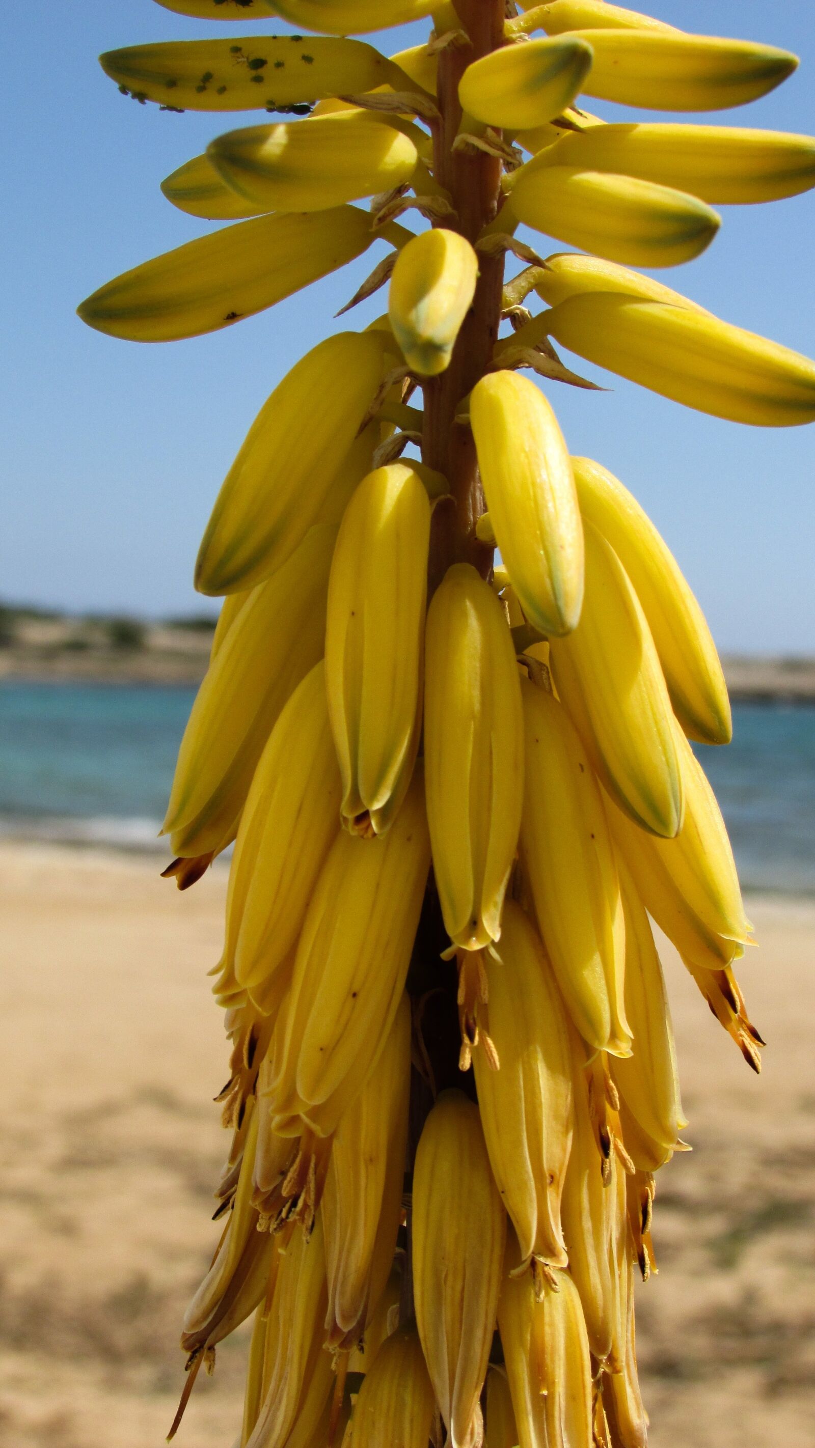 Canon PowerShot SX400 IS sample photo. Aloe vera, plant, flowers photography