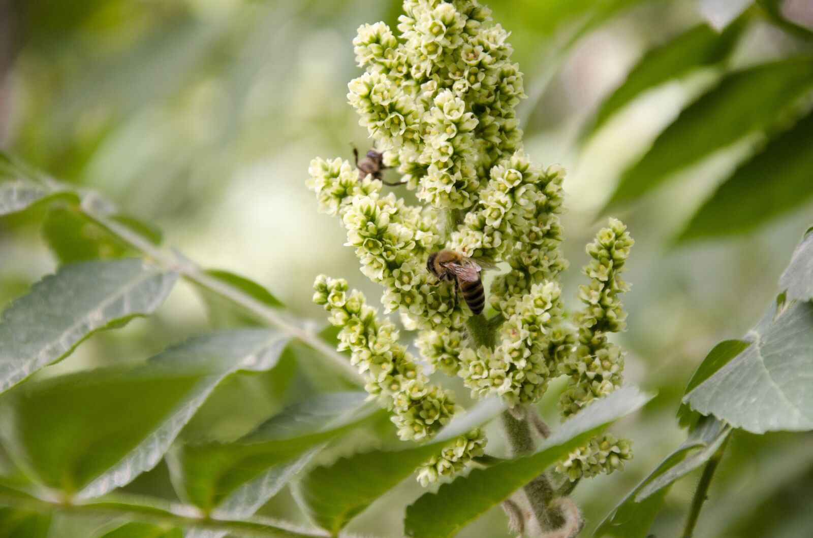 Nikon D7000 sample photo. Bee, bees, insect photography