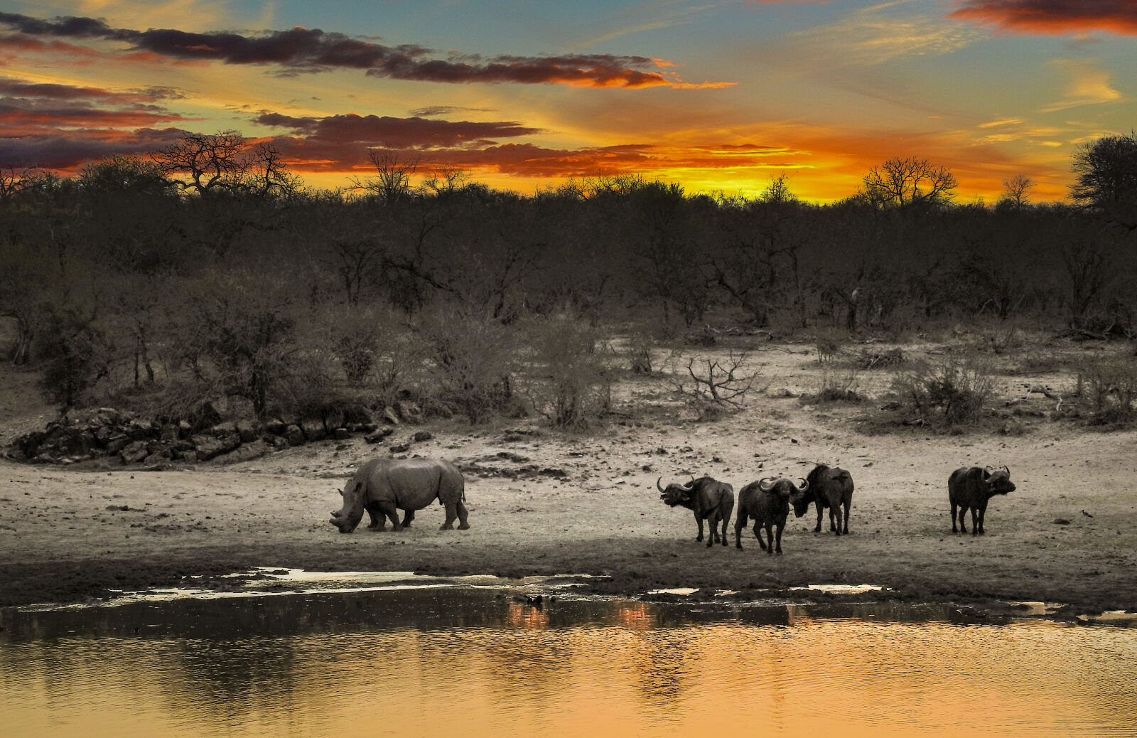 Nikon Coolpix P900 sample photo. African, buffalo, animal, animal photography