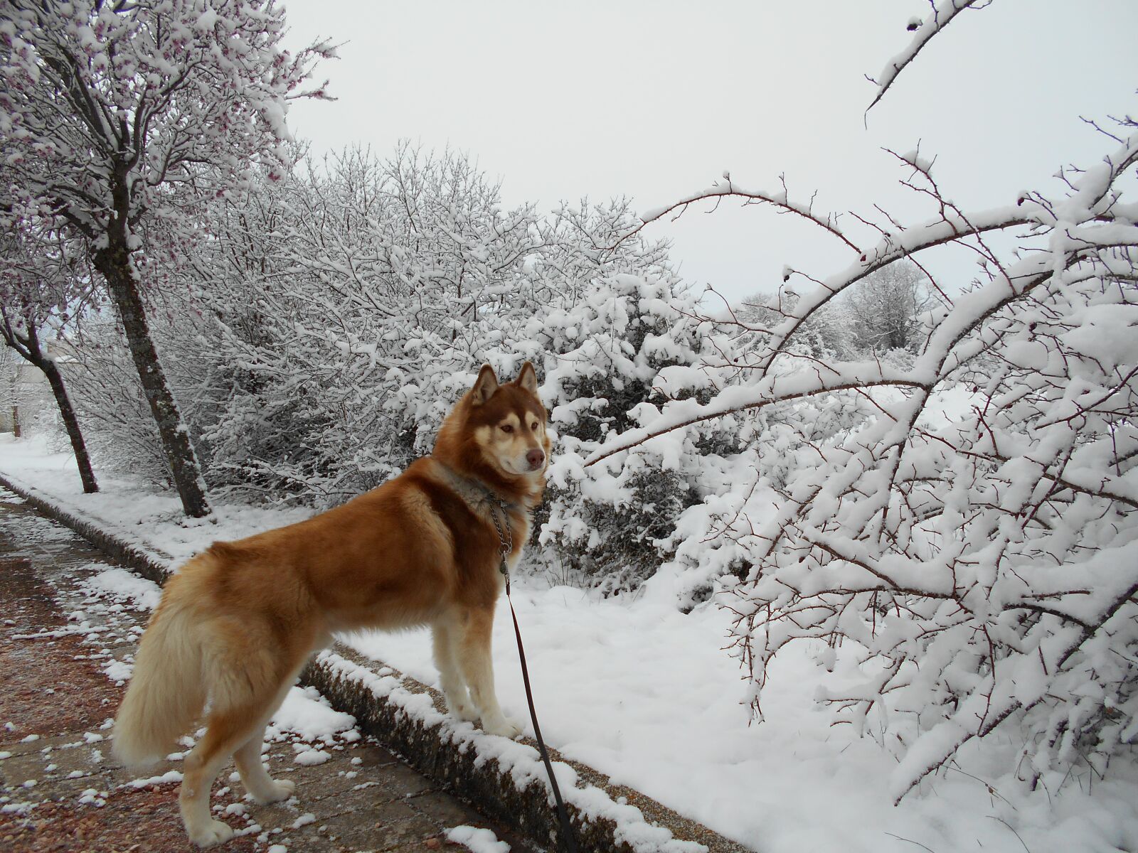 Nikon Coolpix S2900 sample photo. Siberian husky, dog, pet photography