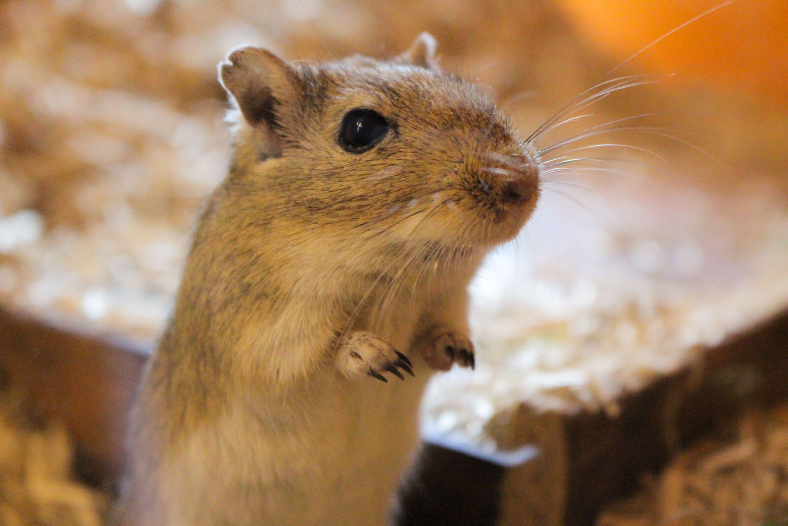 Canon EOS 700D (EOS Rebel T5i / EOS Kiss X7i) sample photo. Desert, mouse, runmouse, sweet photography