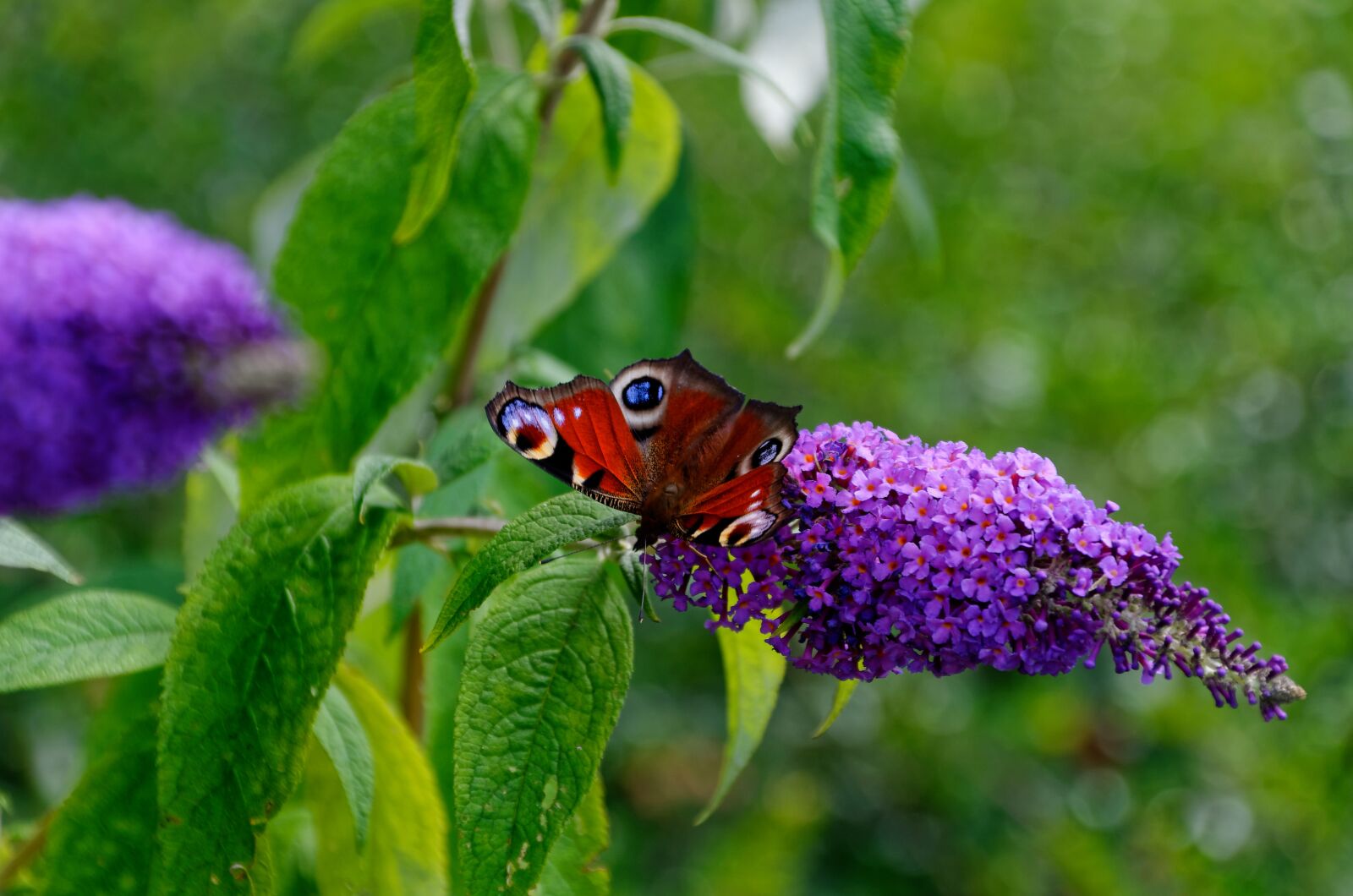 Nikon D5100 sample photo. Butterfly, green, bug photography