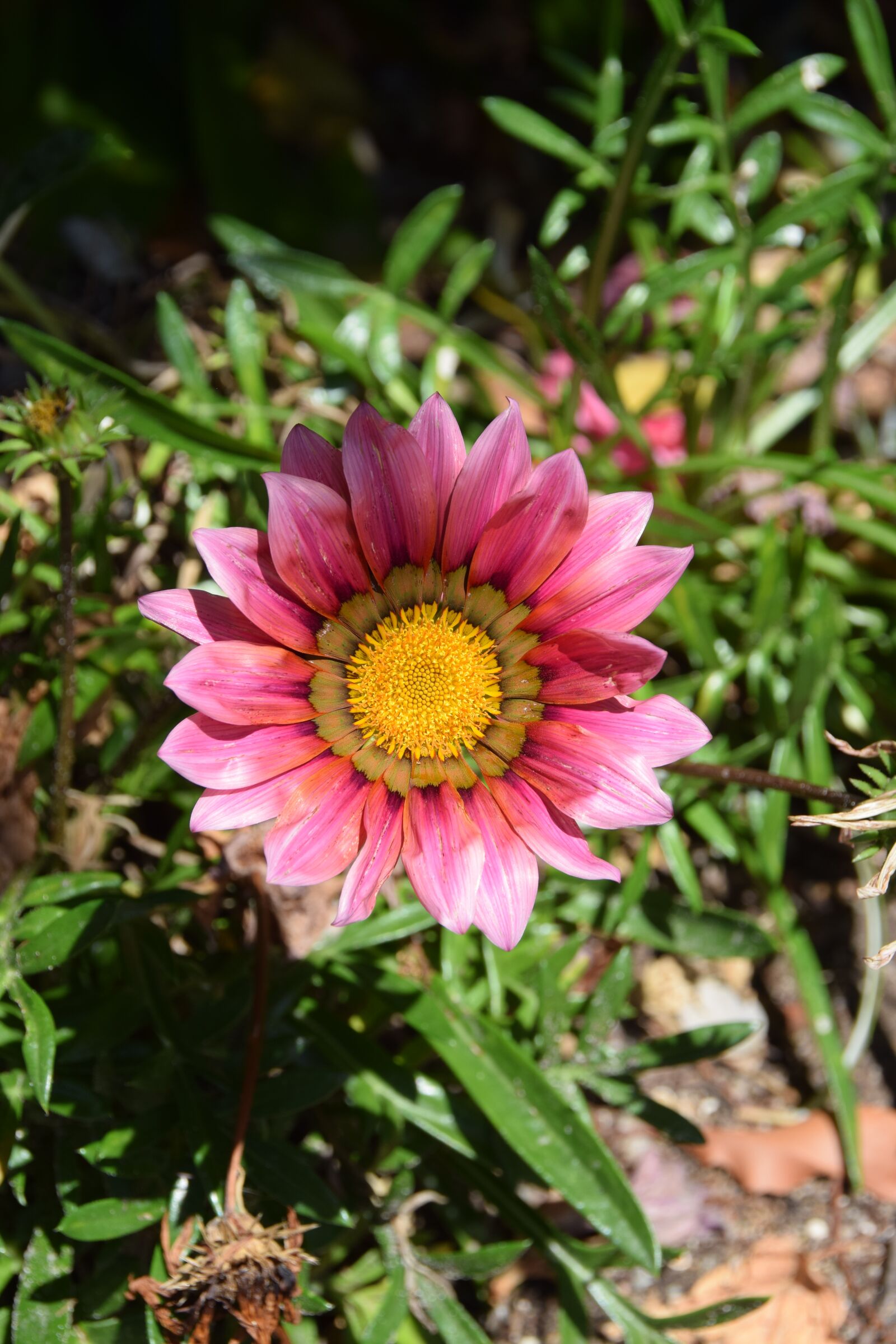 Nikon D5300 sample photo. Flower, pink, yellow photography