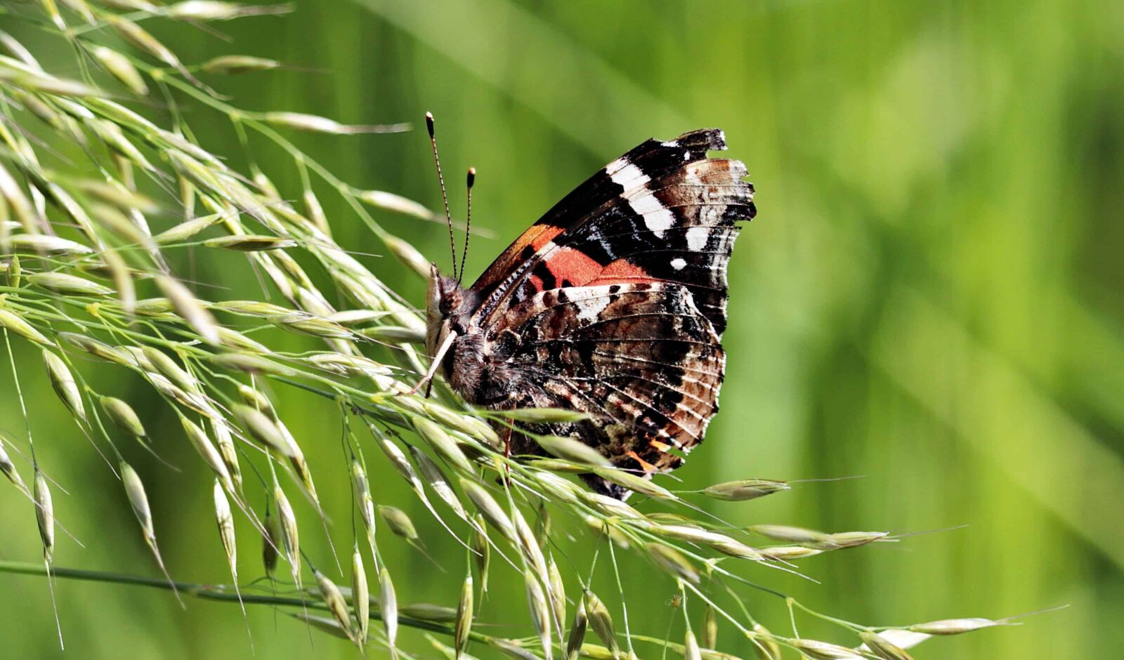 Canon EOS 80D sample photo. Nature, insect, animal, outdoor photography