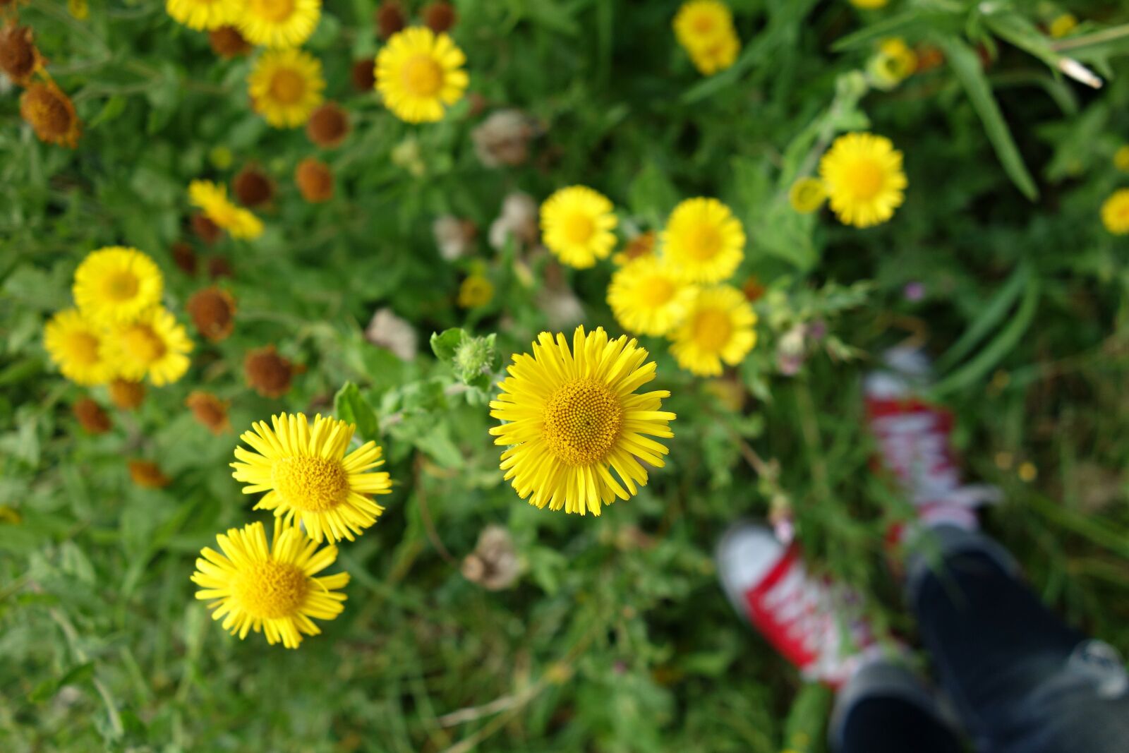 Sony Cyber-shot DSC-RX100 sample photo. Aster, flower, asteraceae photography