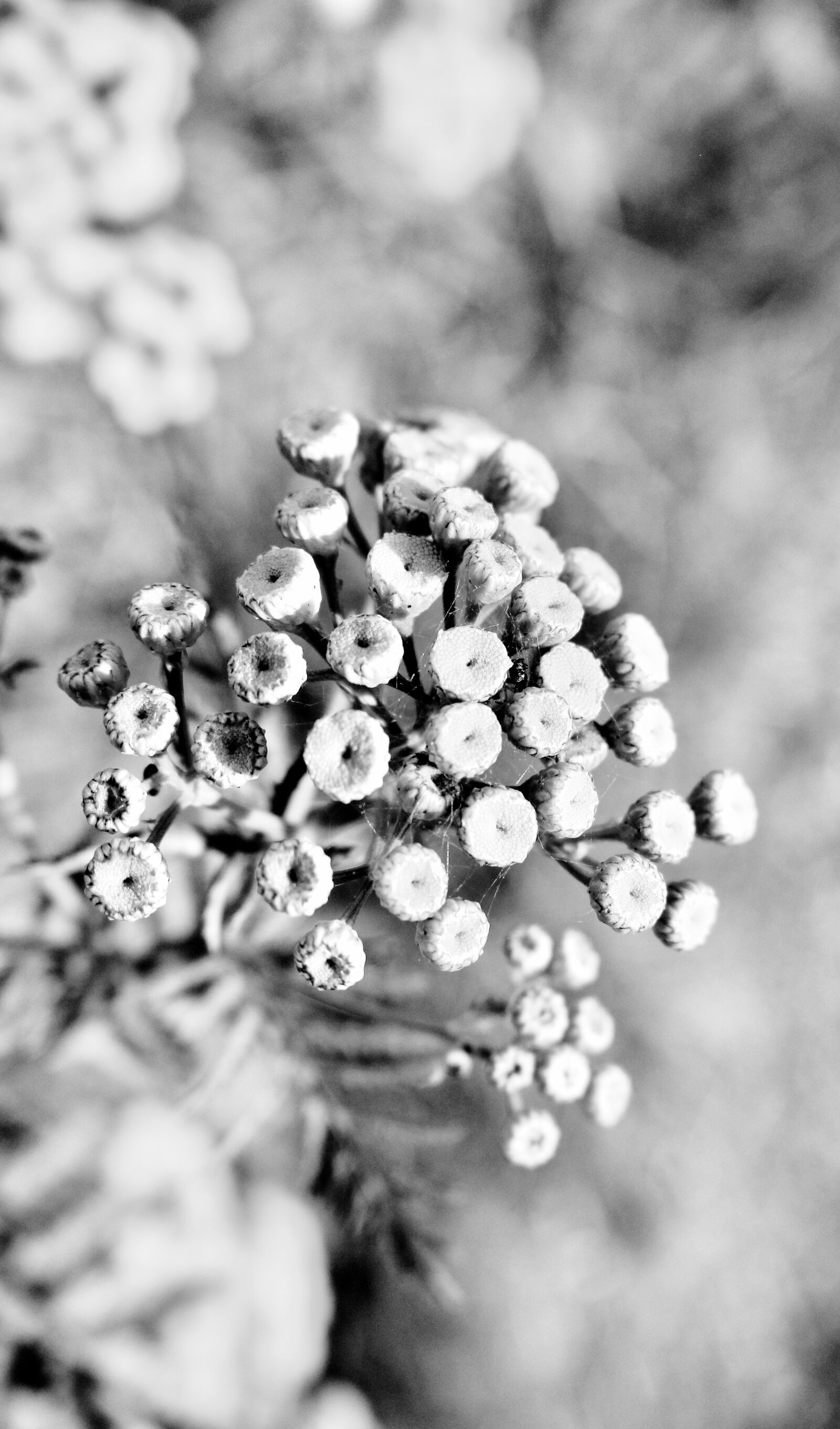 Canon EOS 700D (EOS Rebel T5i / EOS Kiss X7i) sample photo. N b, b w photography