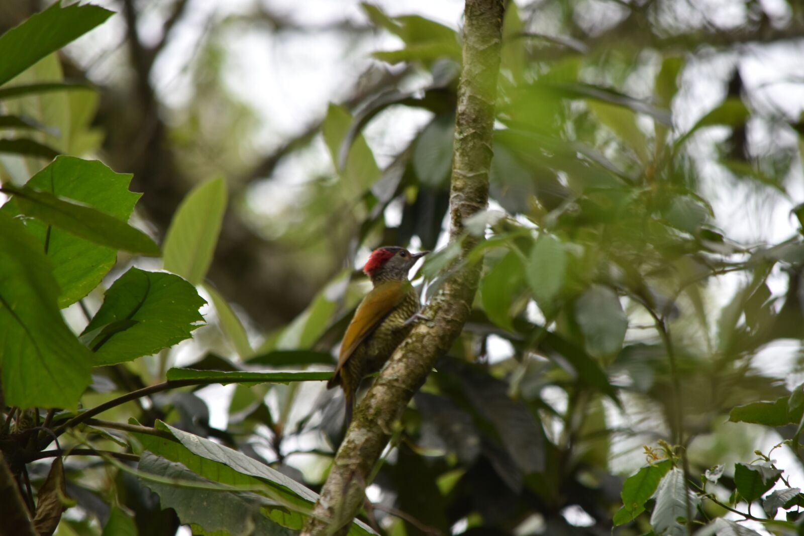 Nikon D5500 sample photo. Ave, animals, nature photography