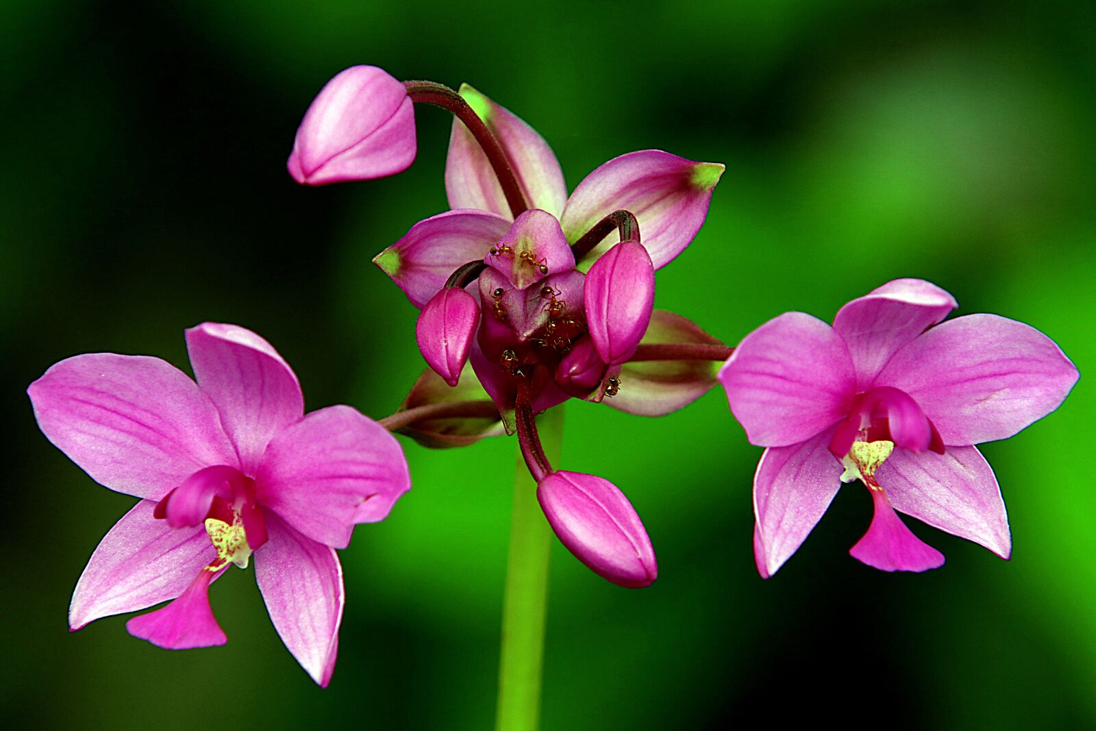 Canon EOS 80D + Tamron 18-400mm F3.5-6.3 Di II VC HLD sample photo. Orchids, orchid purple, beautiful photography