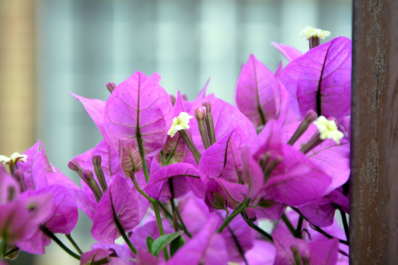 Nikon D5200 sample photo. Bougainvillea, blooming, pink photography