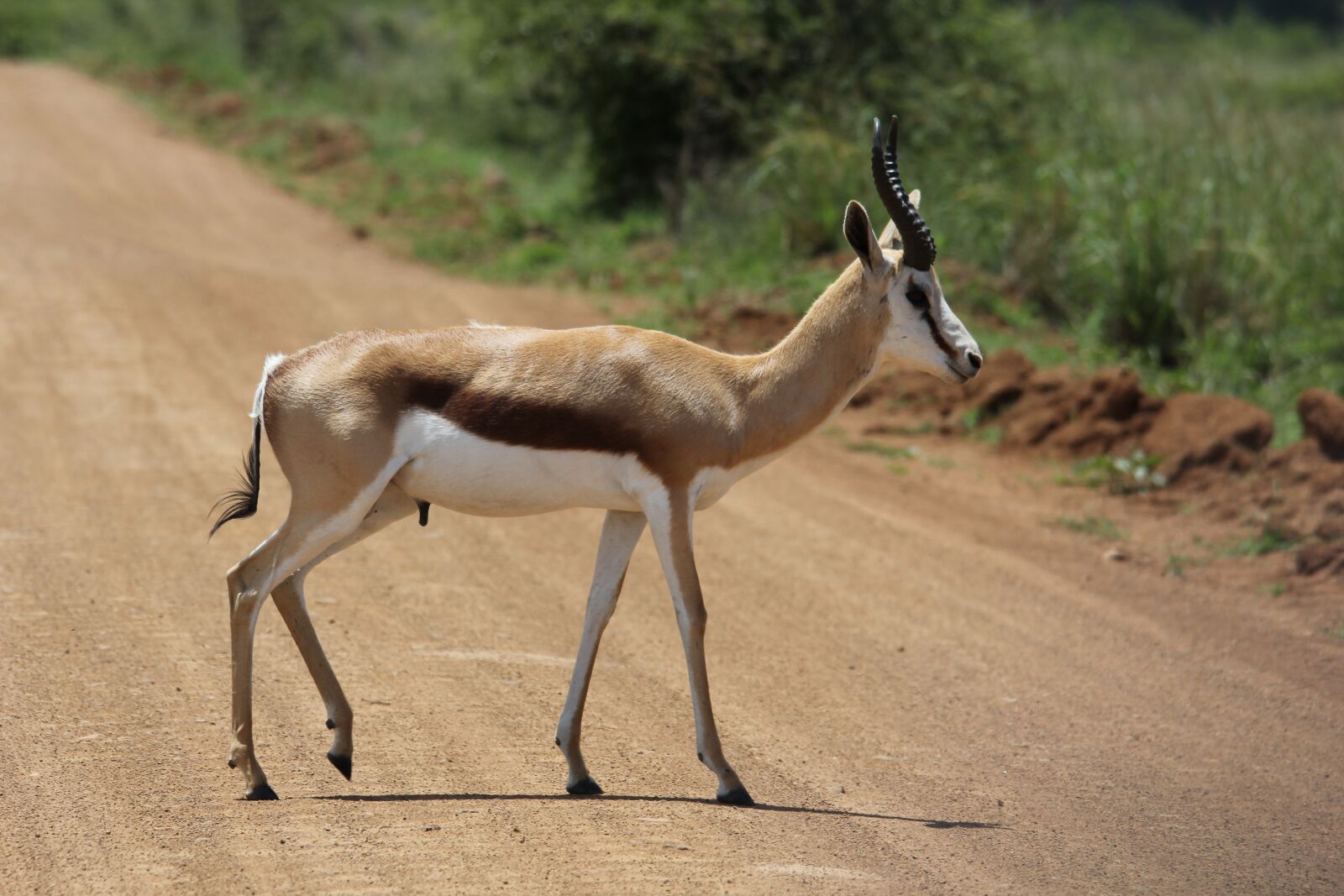 Canon EOS 60D sample photo. Springbok, ram, walk photography