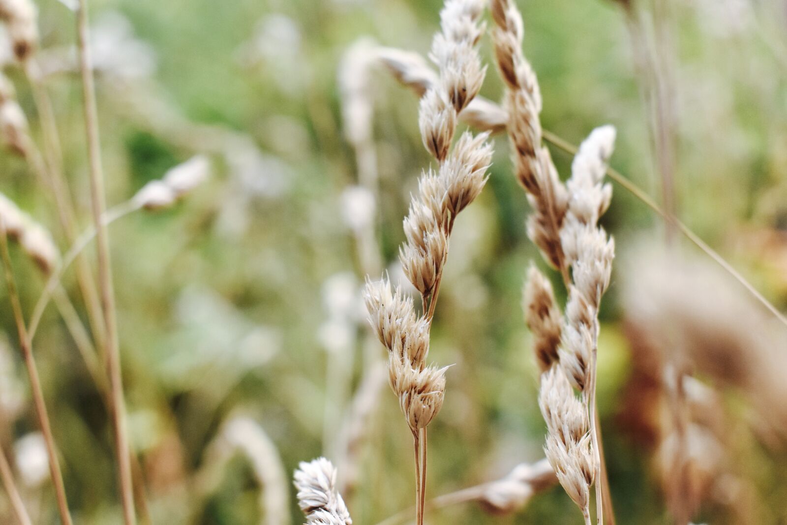 Nikon D3400 sample photo. Hay, field, yellow photography