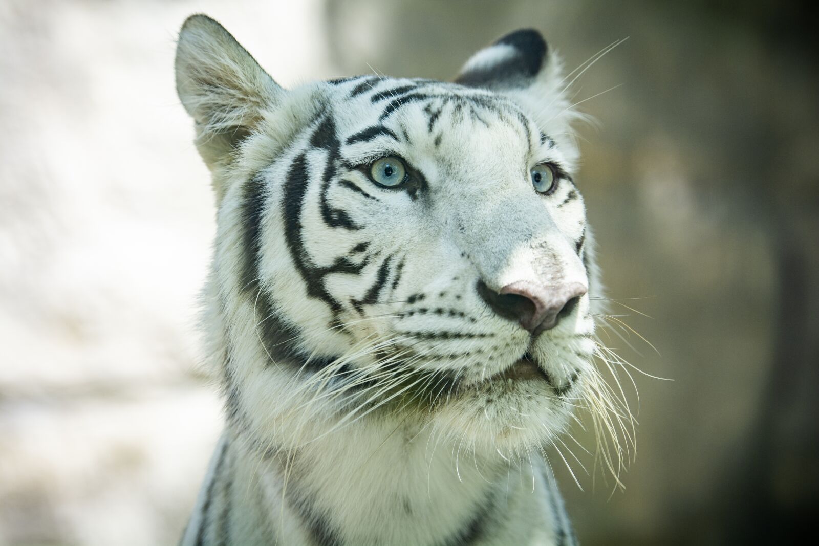 Nikon D7100 sample photo. Wildlife, animal, mammal photography