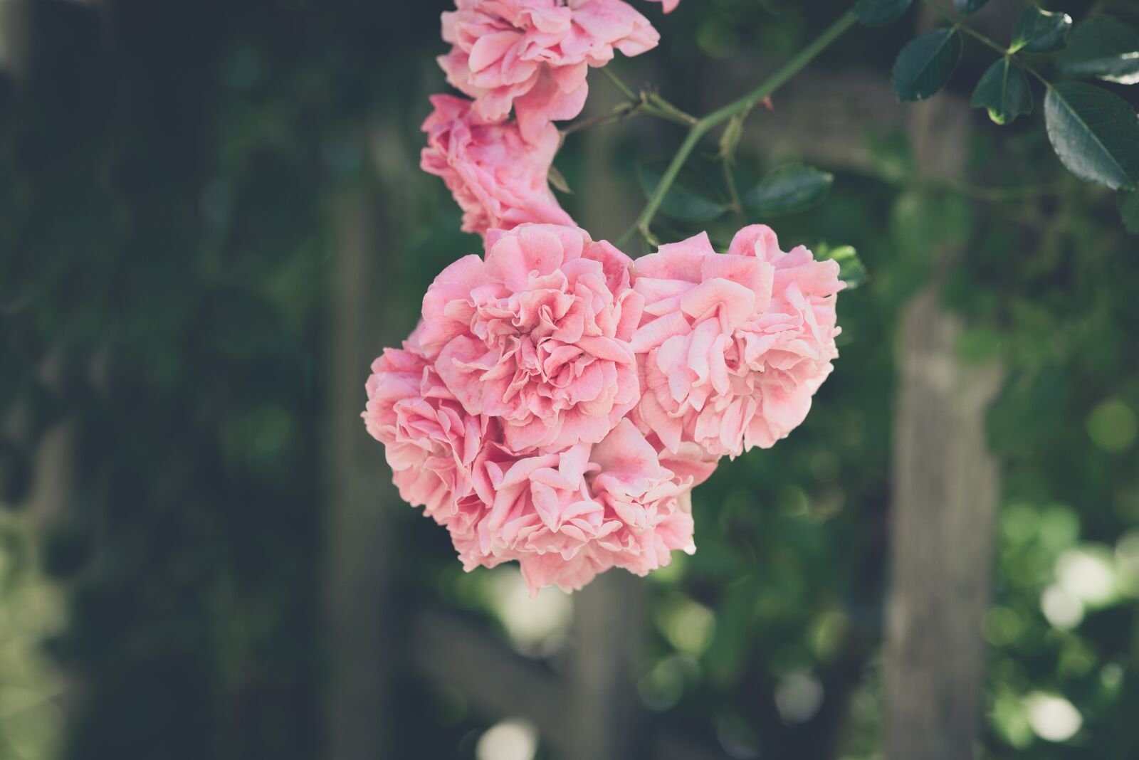 Nikon D750 sample photo. Roses, pink roses, pink photography