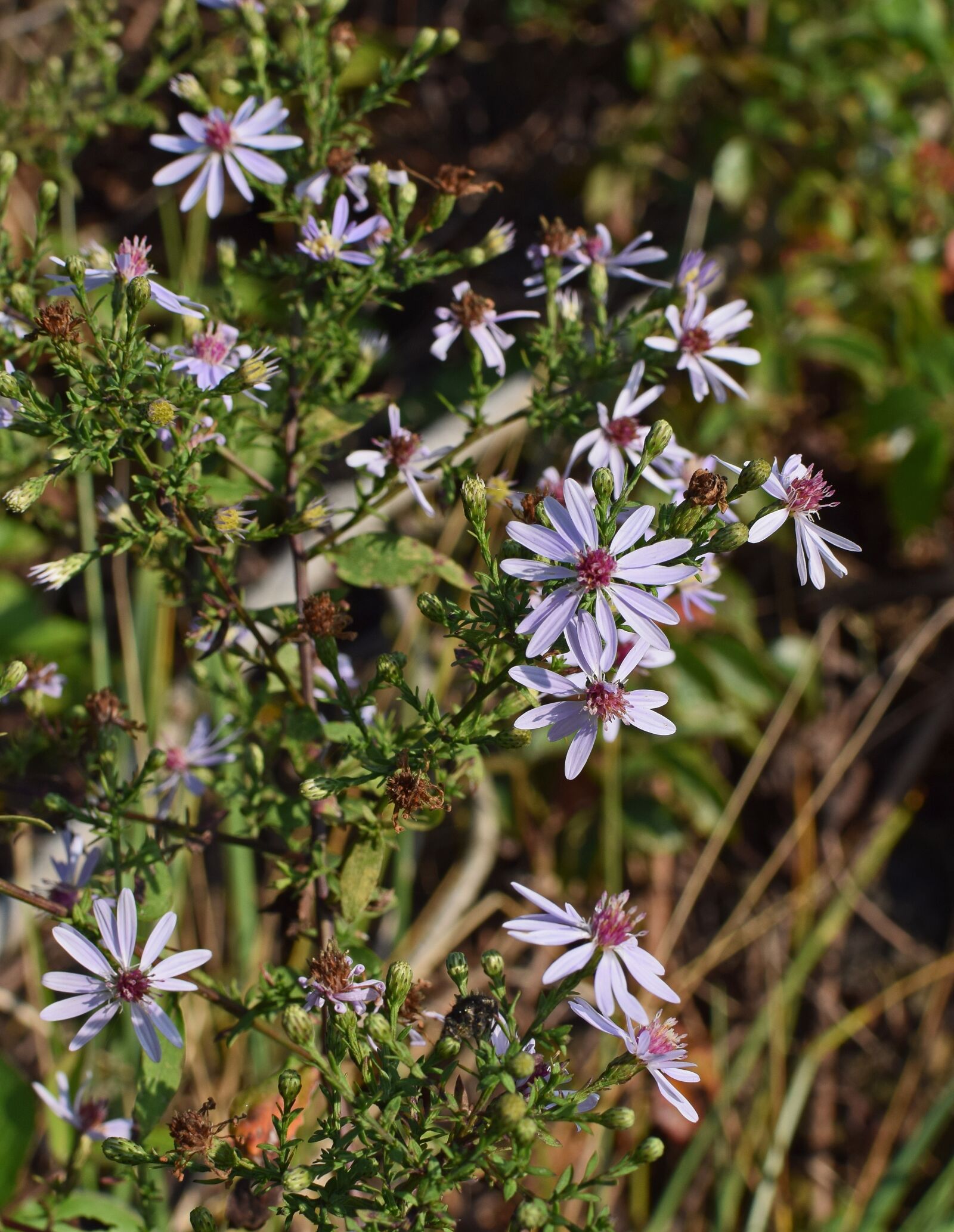 Nikon D3300 sample photo. Purple aster, wildflower, flower photography