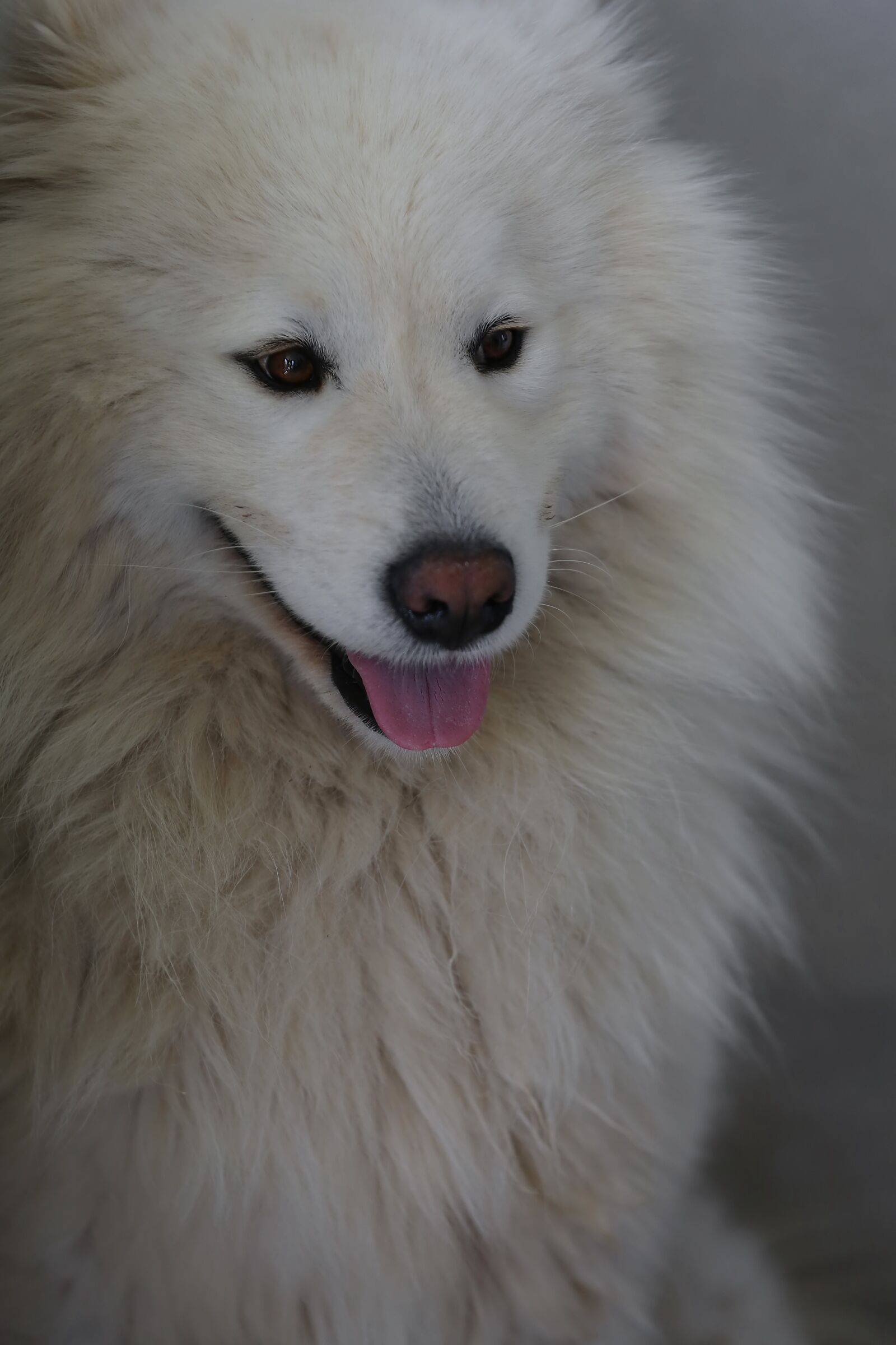 Canon EF 70-200mm F2.8L IS II USM sample photo. White, dog, head, mouth photography