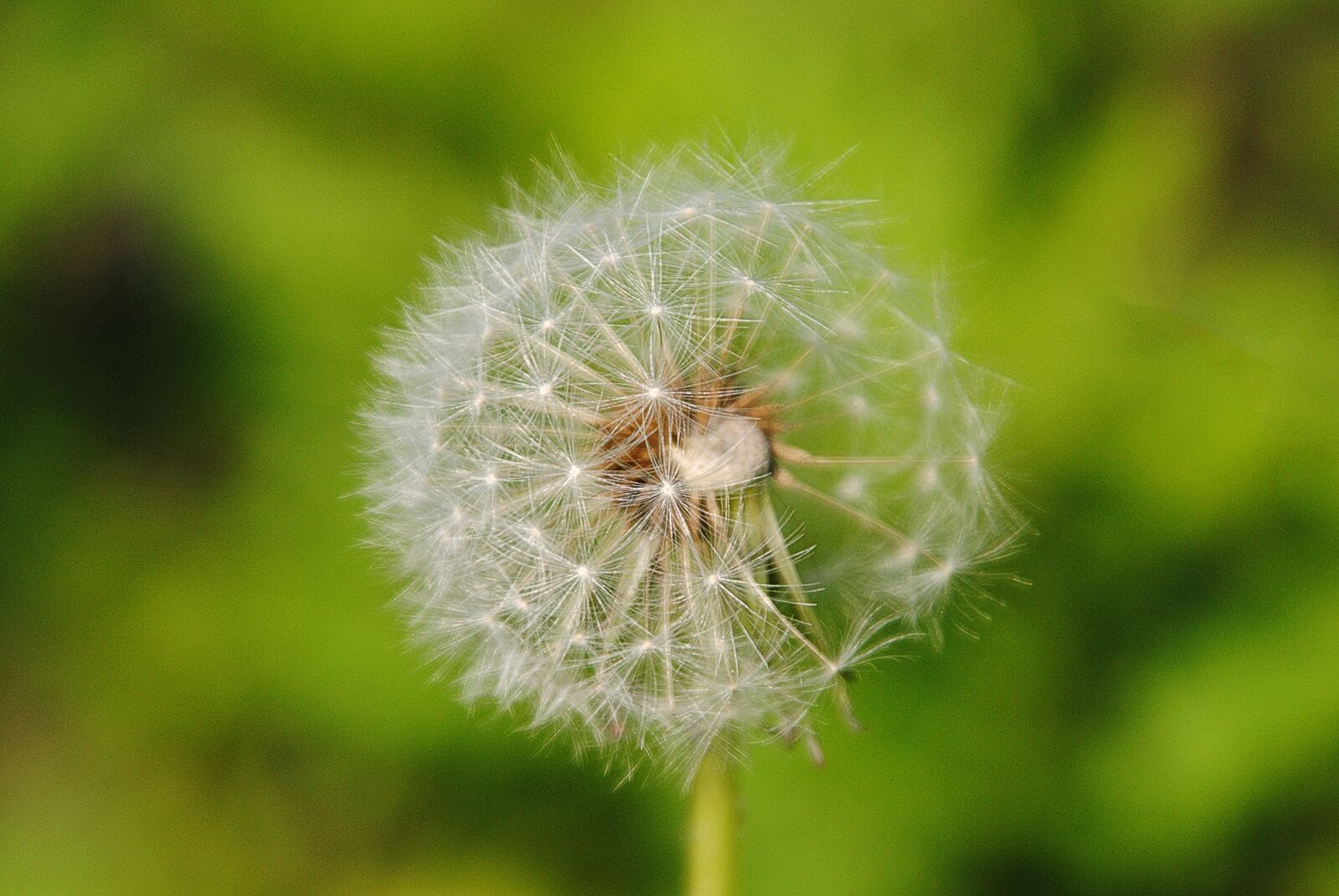 Nikon D3000 sample photo. Dandelion, sky, flower photography