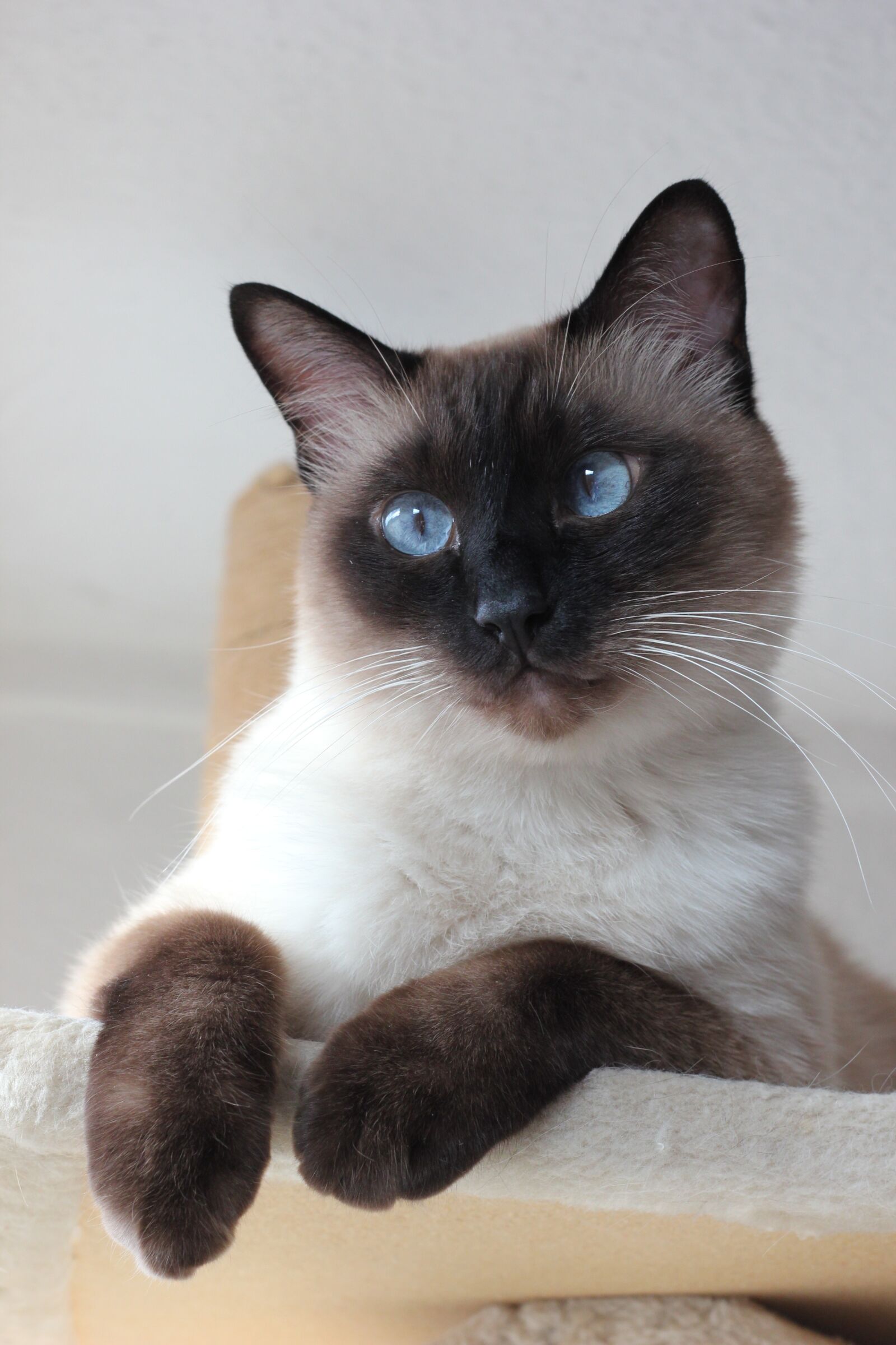 Canon EOS 550D (EOS Rebel T2i / EOS Kiss X4) sample photo. Siamese cat, cat, breed photography